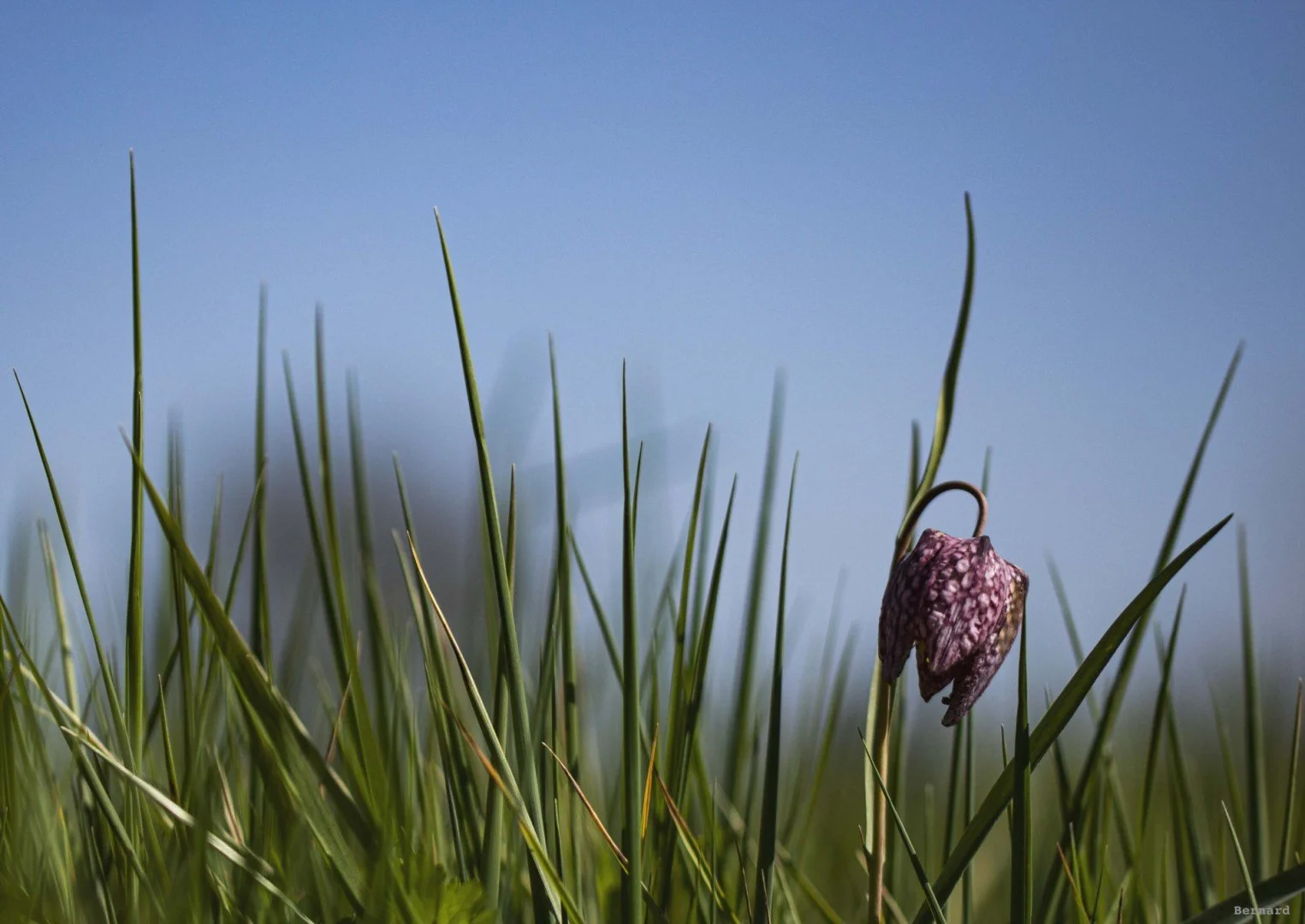 Fritillaires_avril_2021_06.jpg