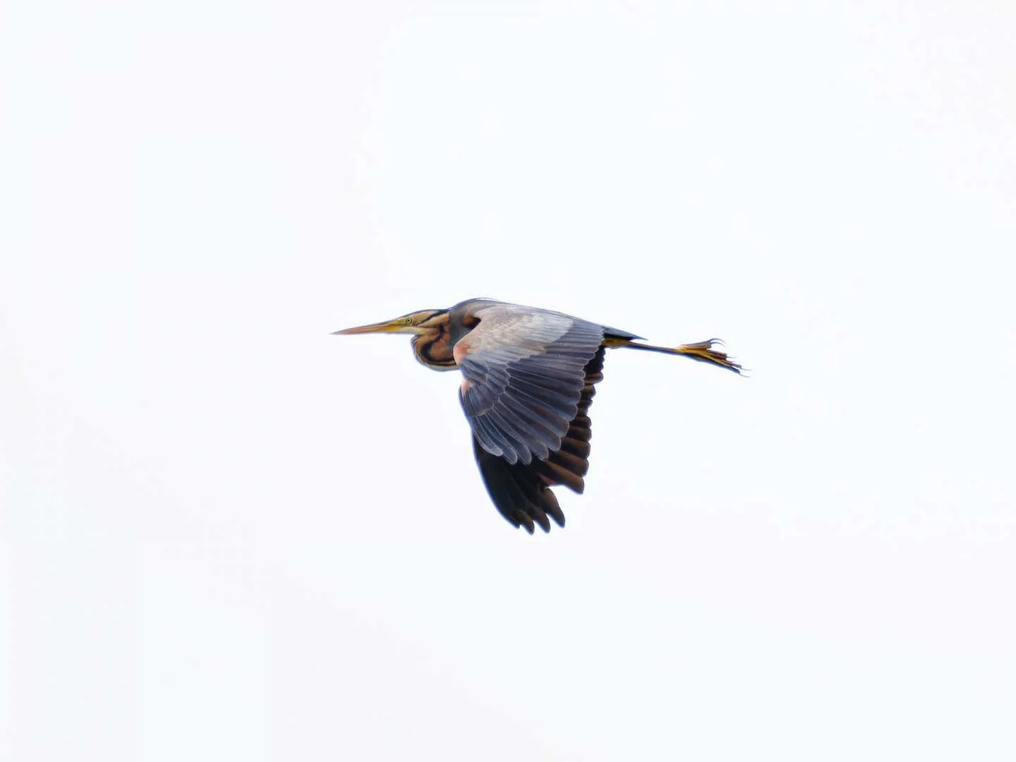 JV-ete-2024-Heron-Pourpre-P6060140_DxO-10.jpg