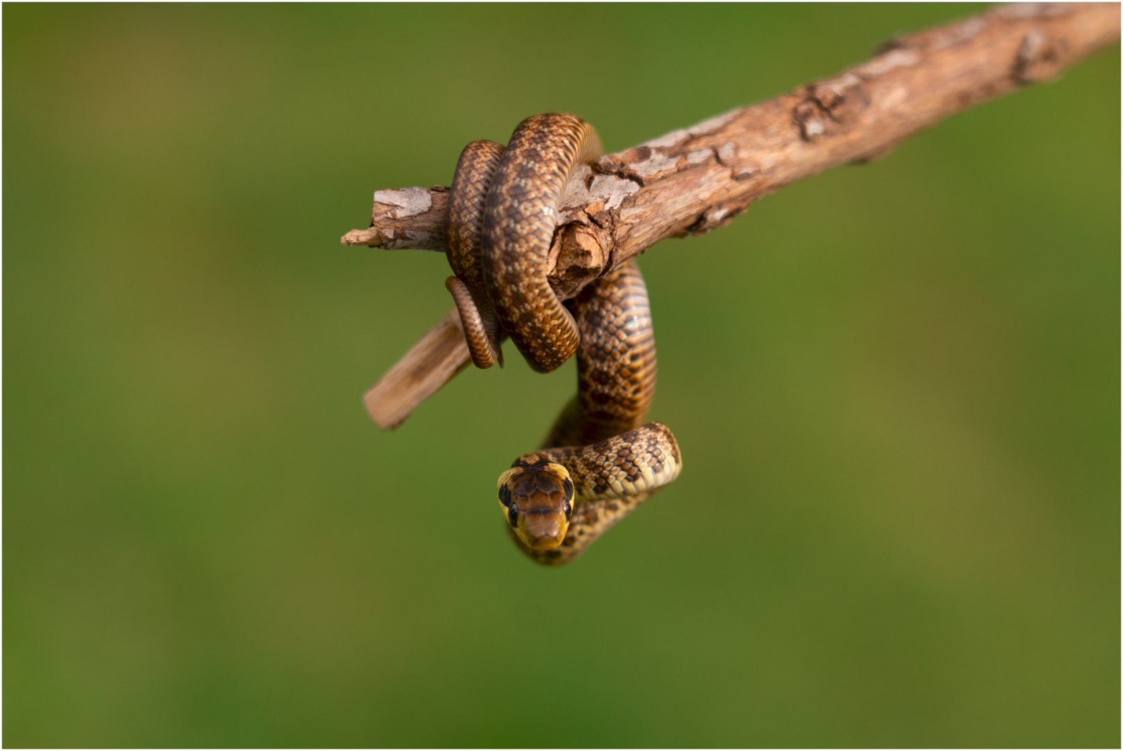 Accro-Branche.jpg