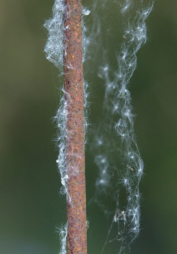Prise-au-piège.jpg