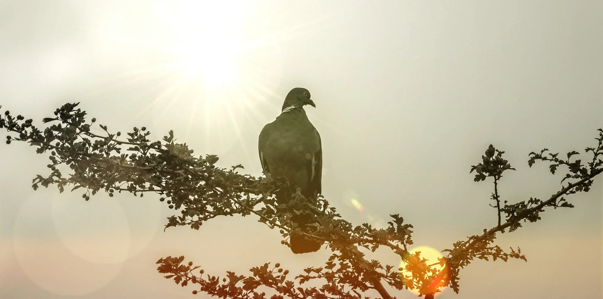 Pigeon.jpg
