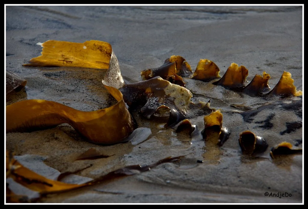 Quand la mer se retire