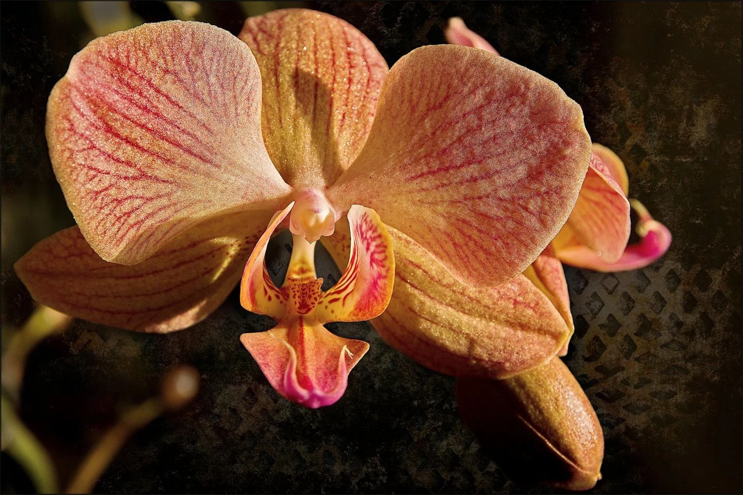 Orchidee_li.jpg