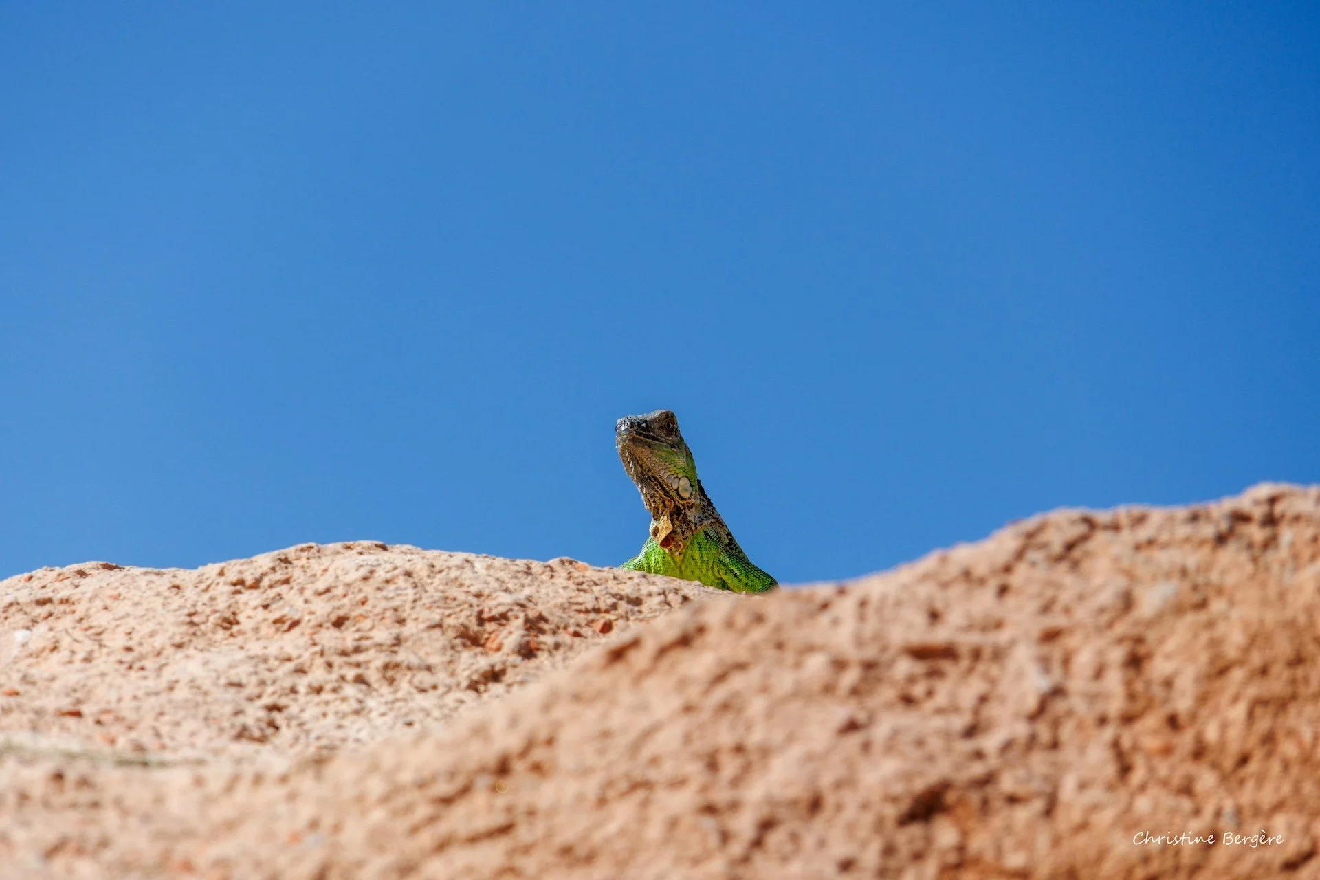 CB-0326-Iguane.jpg