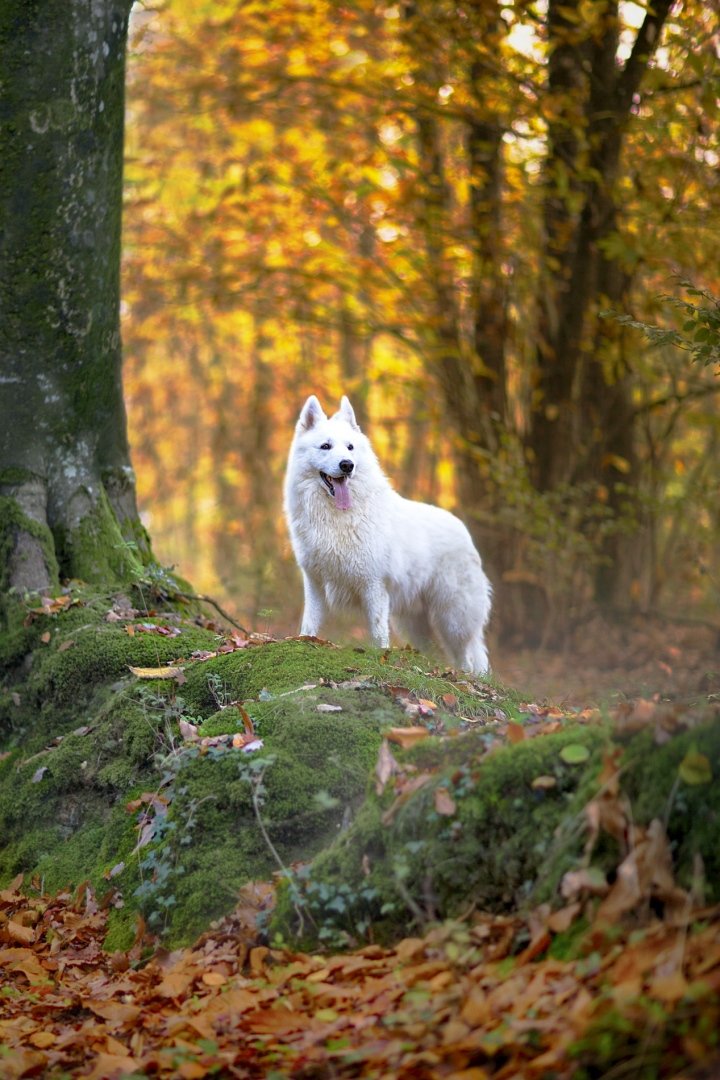 Loup-des-bois.jpg
