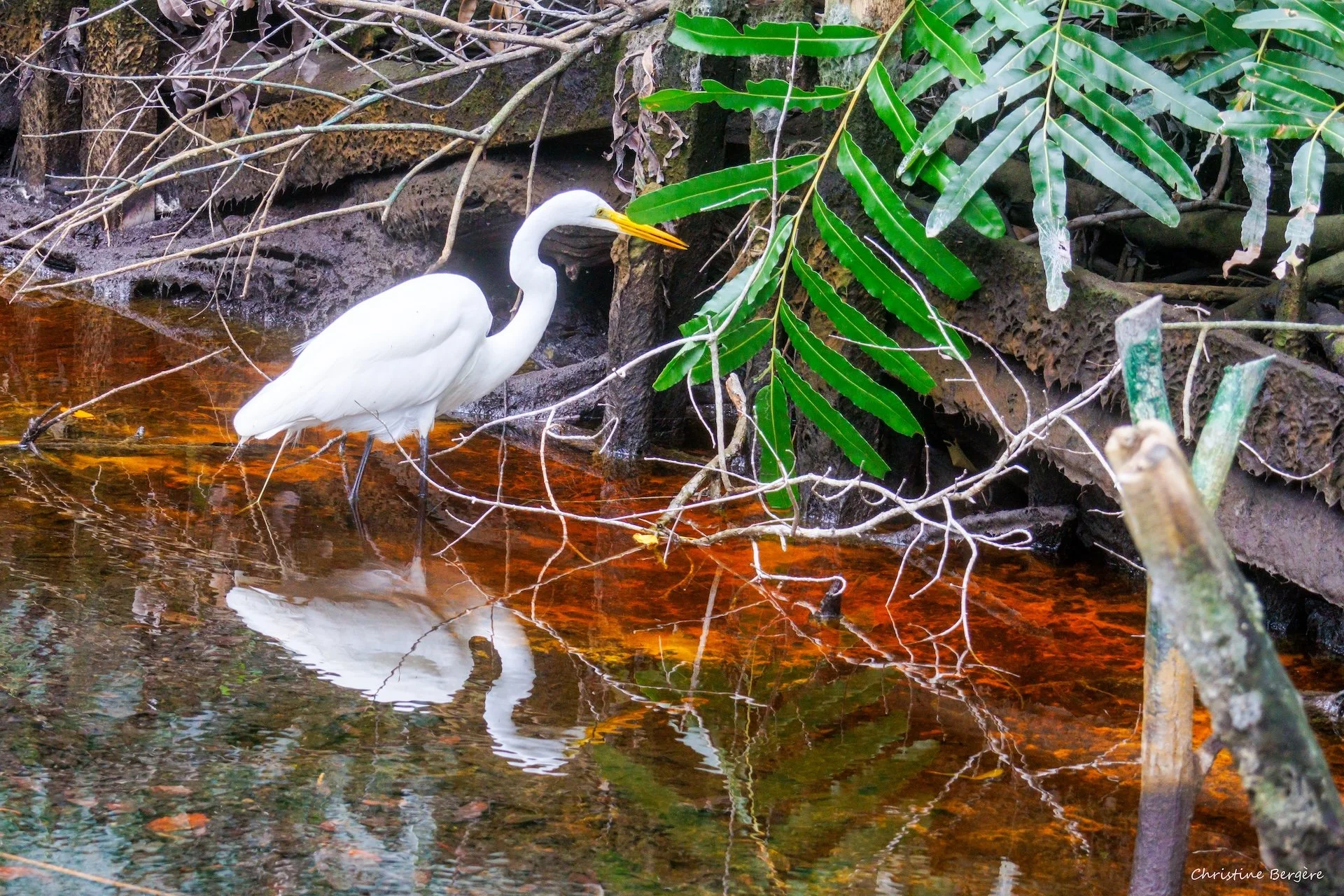 CB-0126-Grande Aigrette.jpg