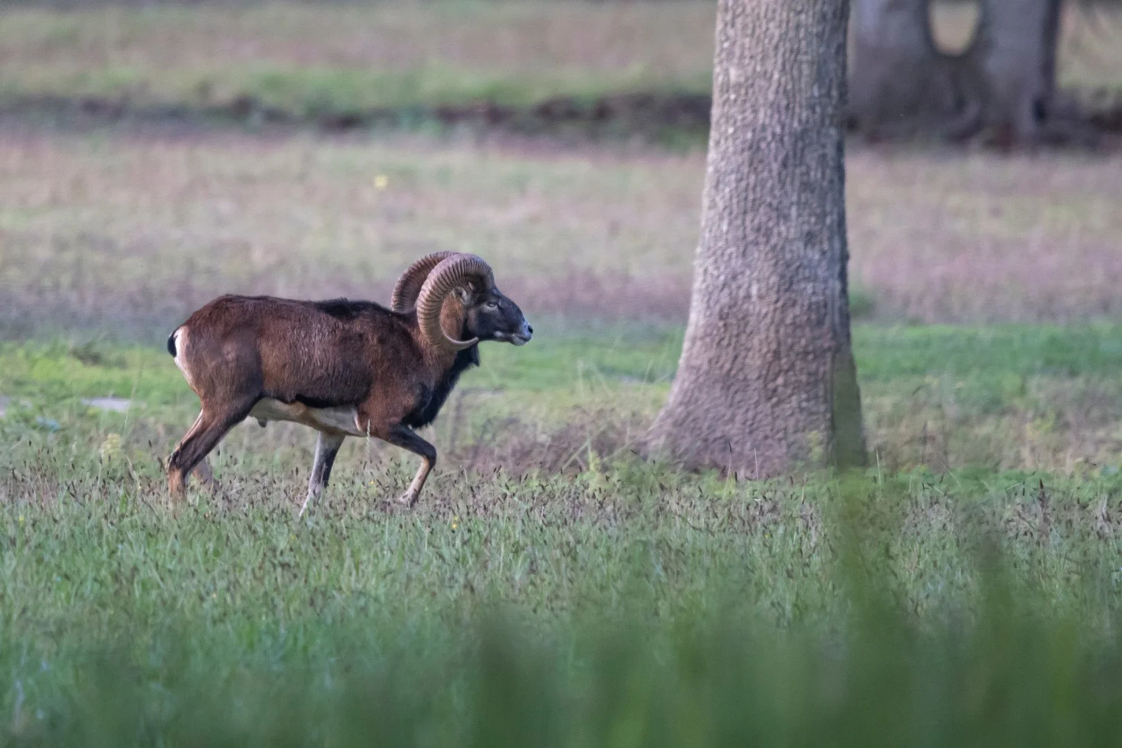 BH092024-1-3mouflon-de-Corse.jpg