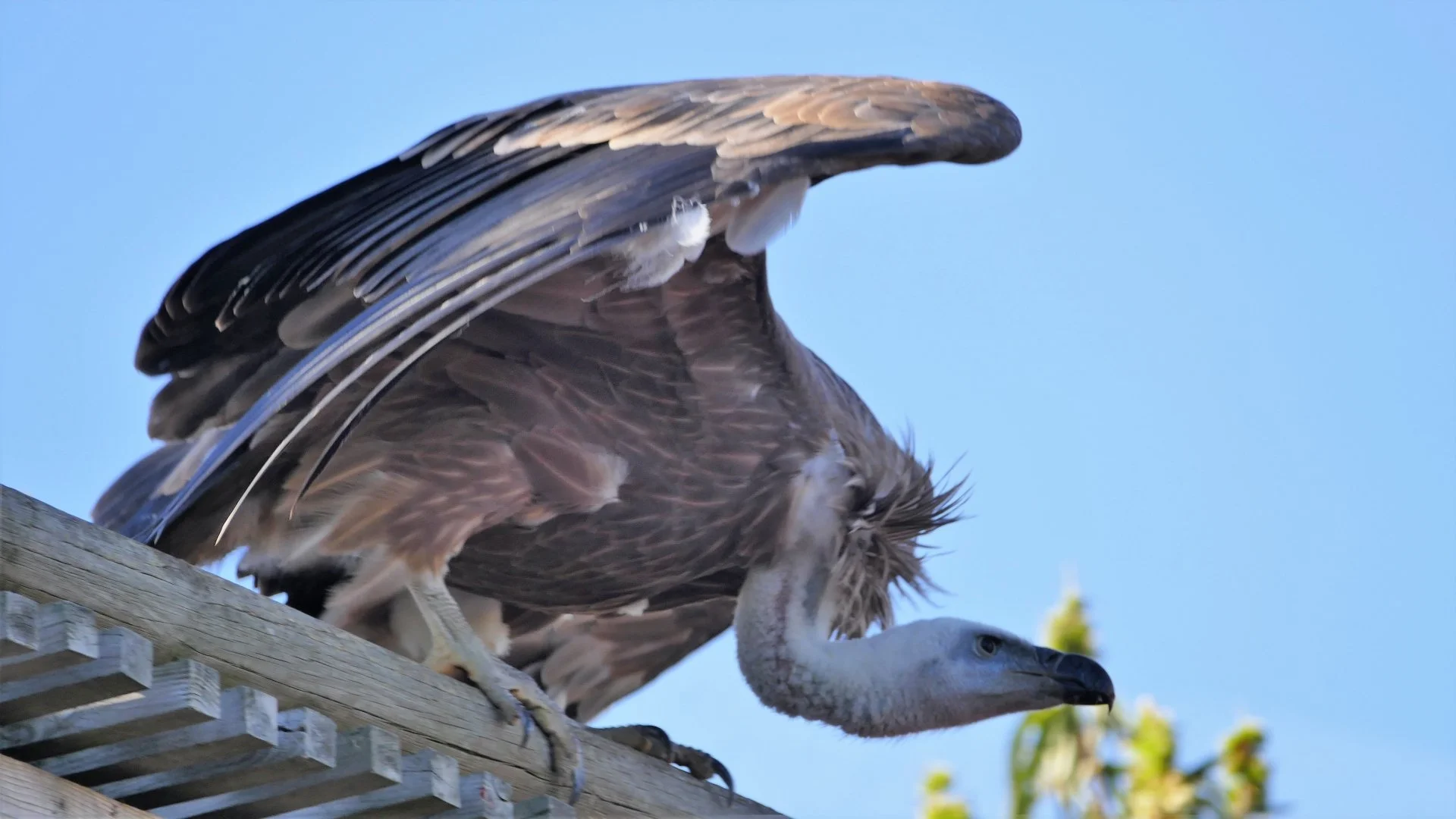 bal-des-oiseaux-au-Puy-du-Fou.JPG