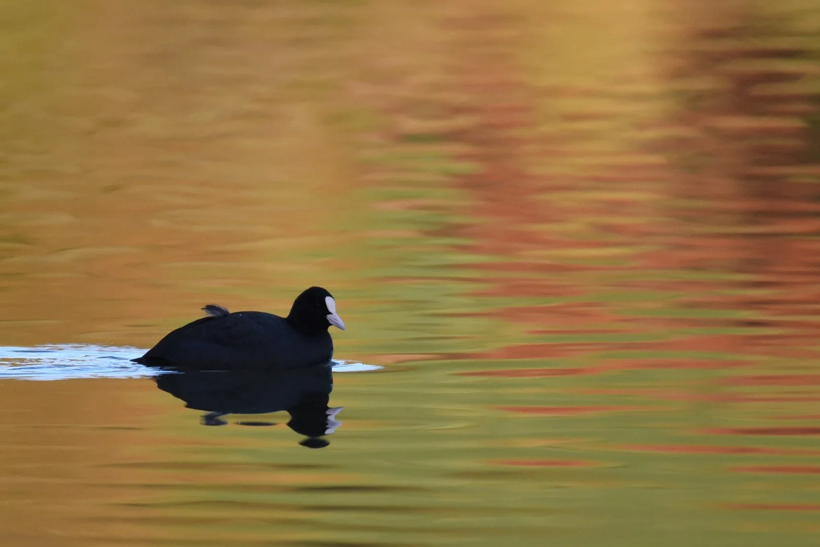 HM-DSC_6569.jpg