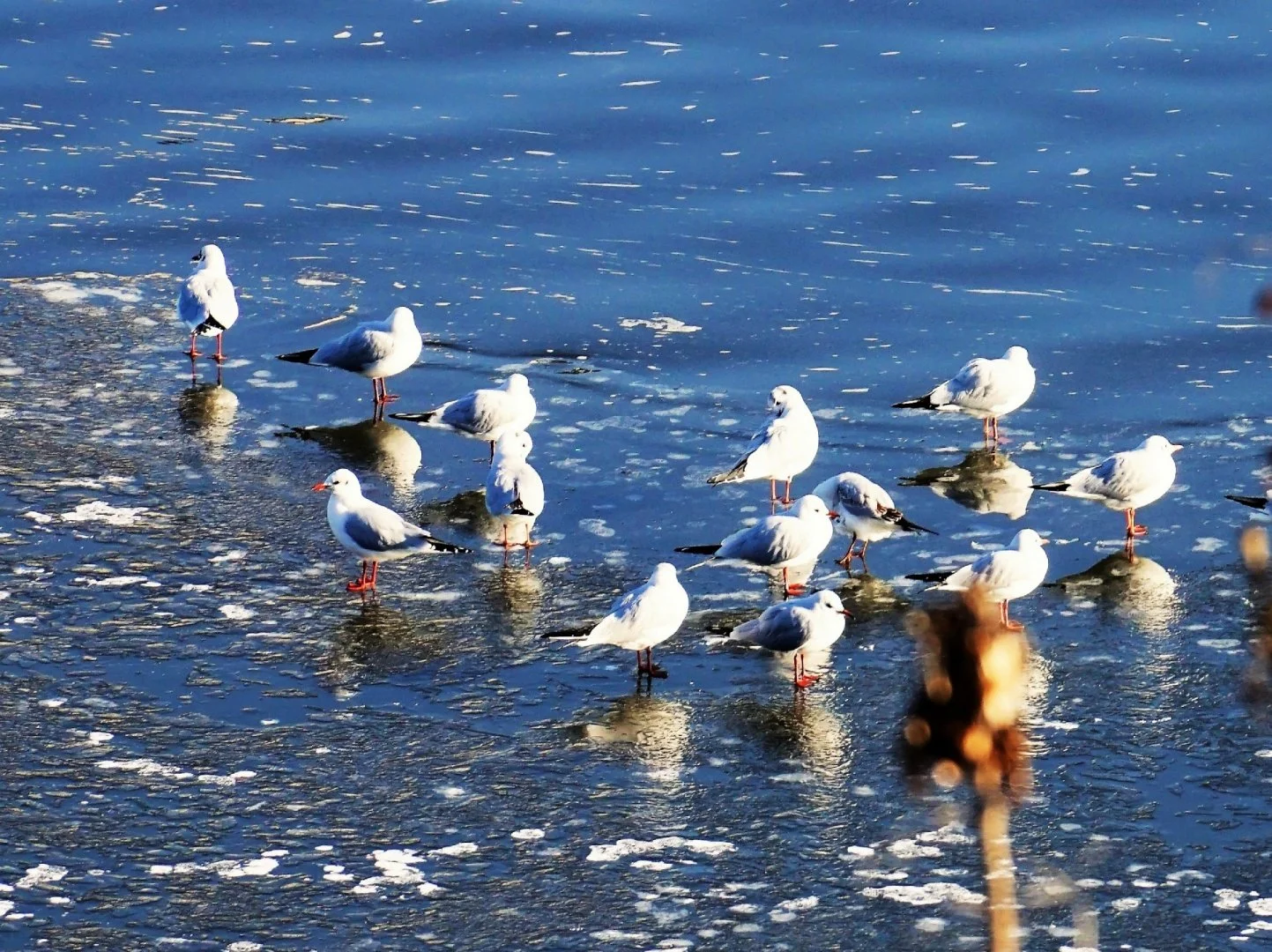 Mouettes-sur-la-banquise-lavalloise.jpg