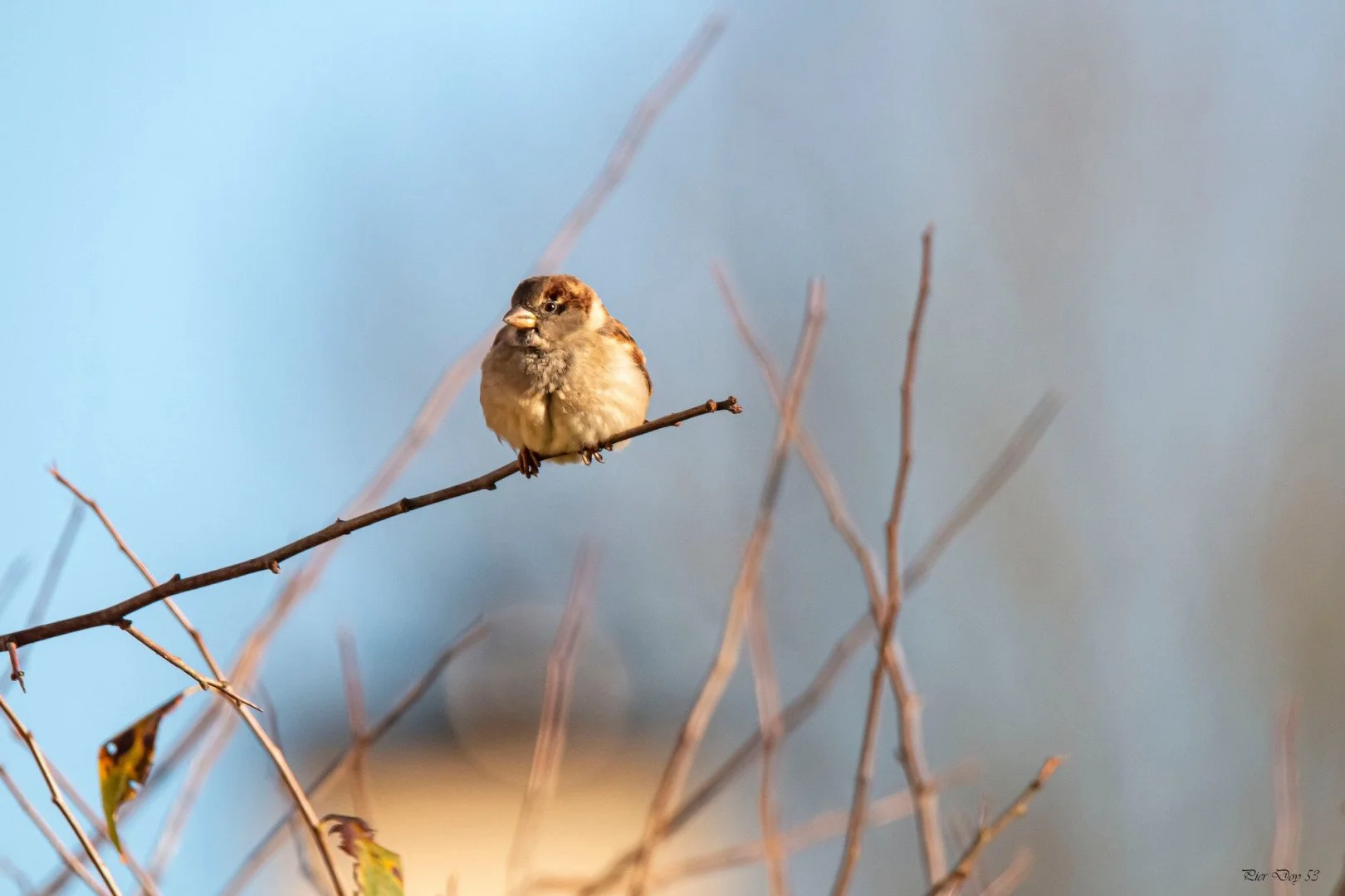 10.25-P.D-7-Moineau-.jpg
