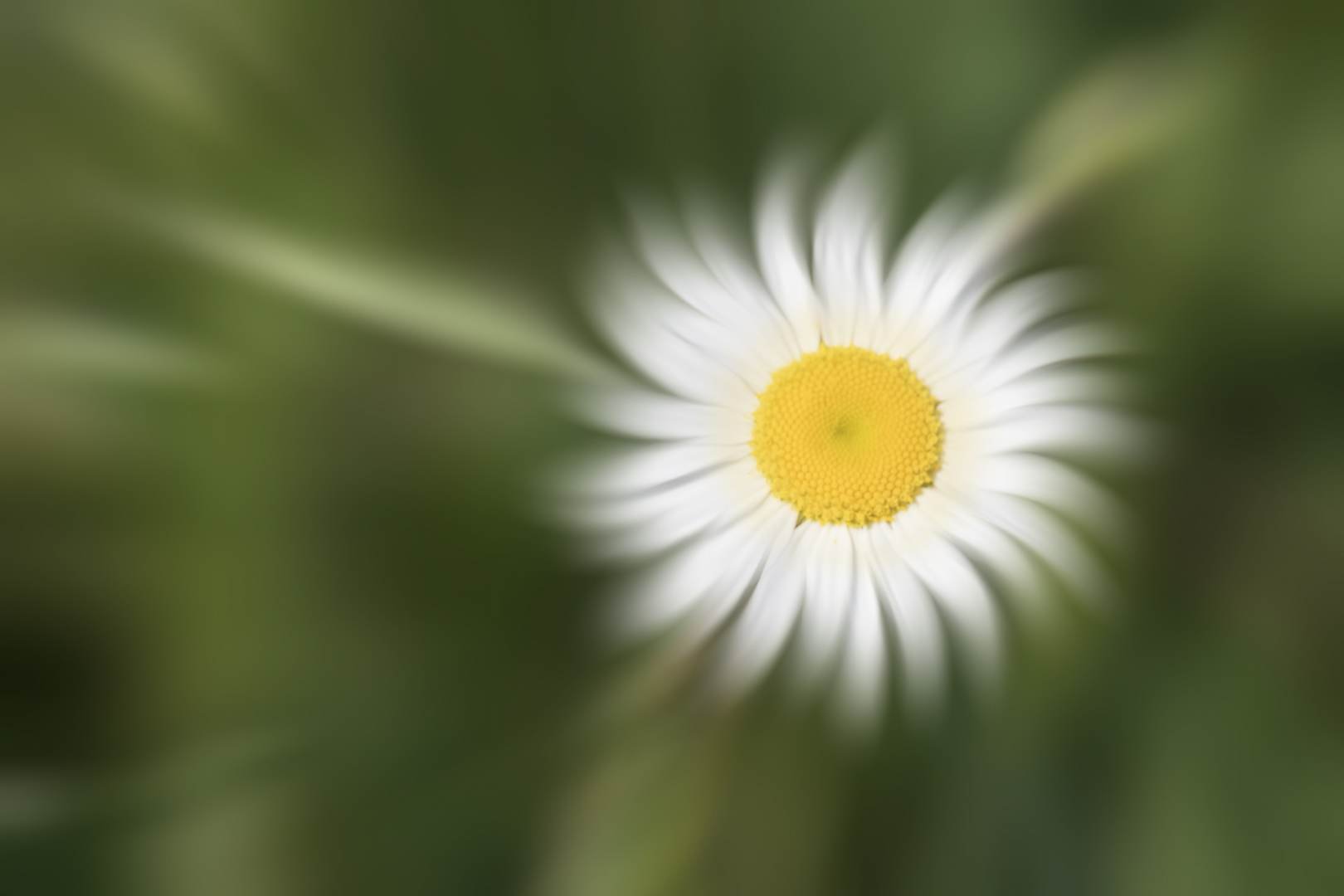 marguerite-.jpg