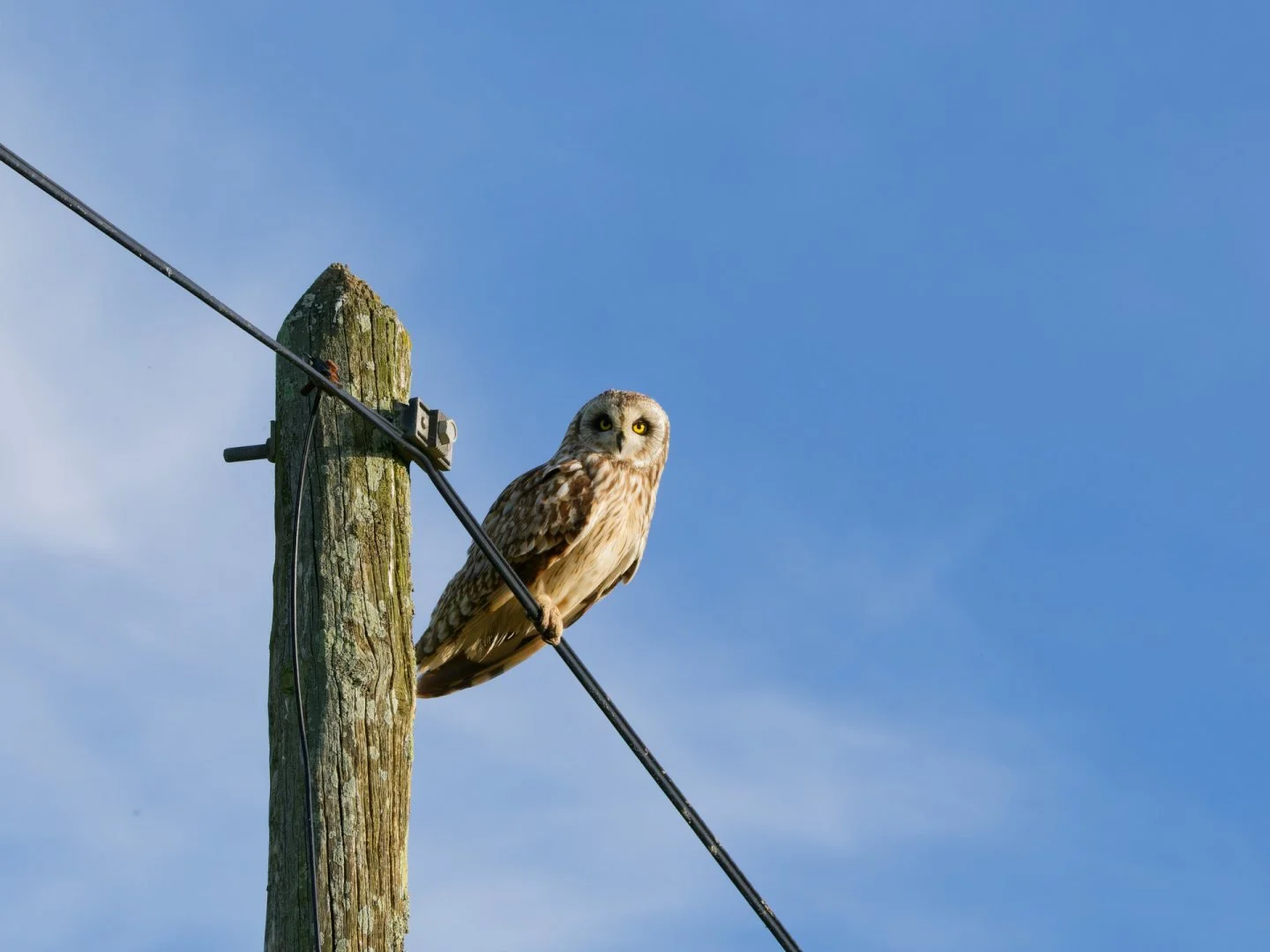 JV-Mai-2024-Hibou-des-marais-P4131172_DxO-12.jpg