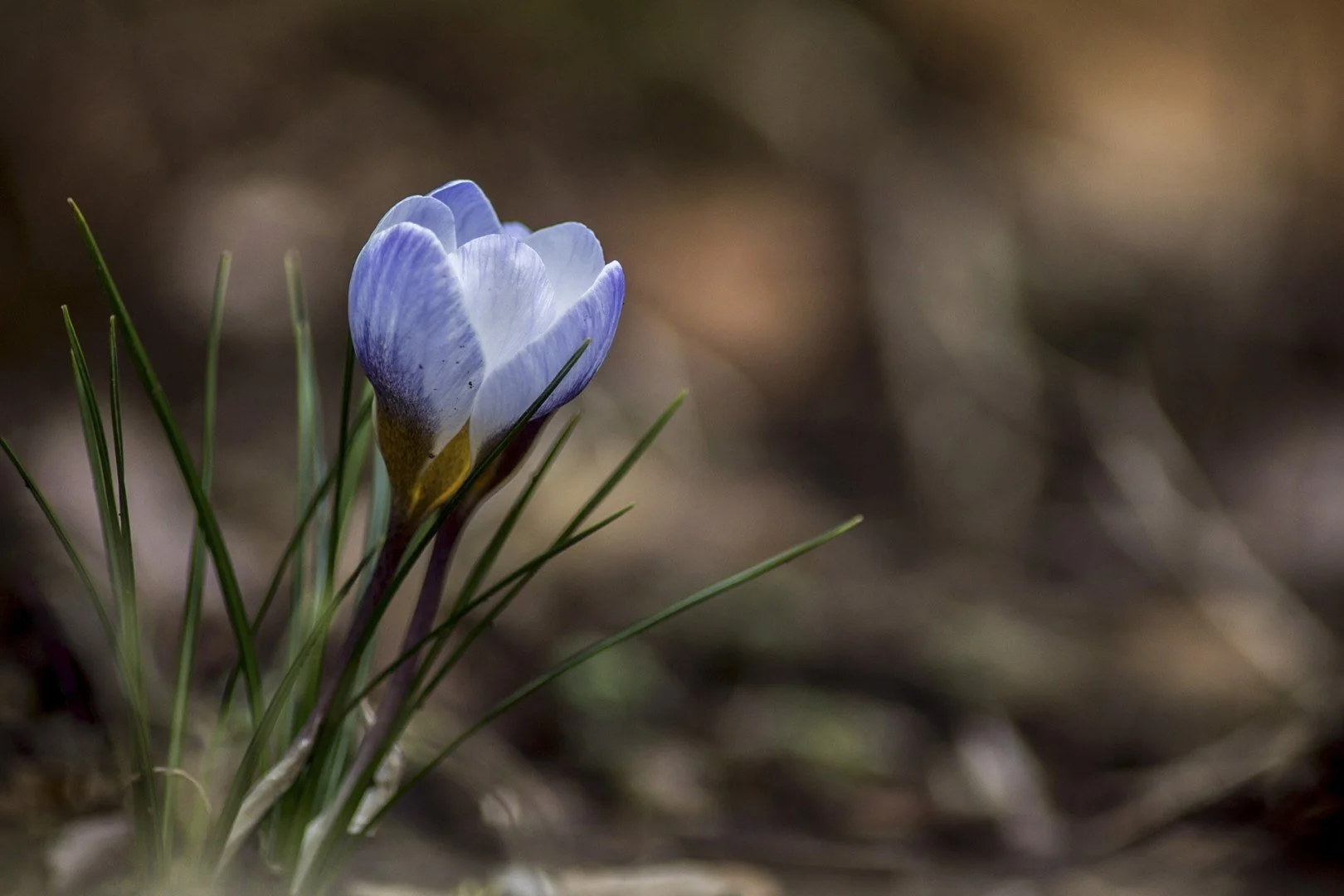 Crocus.jpg