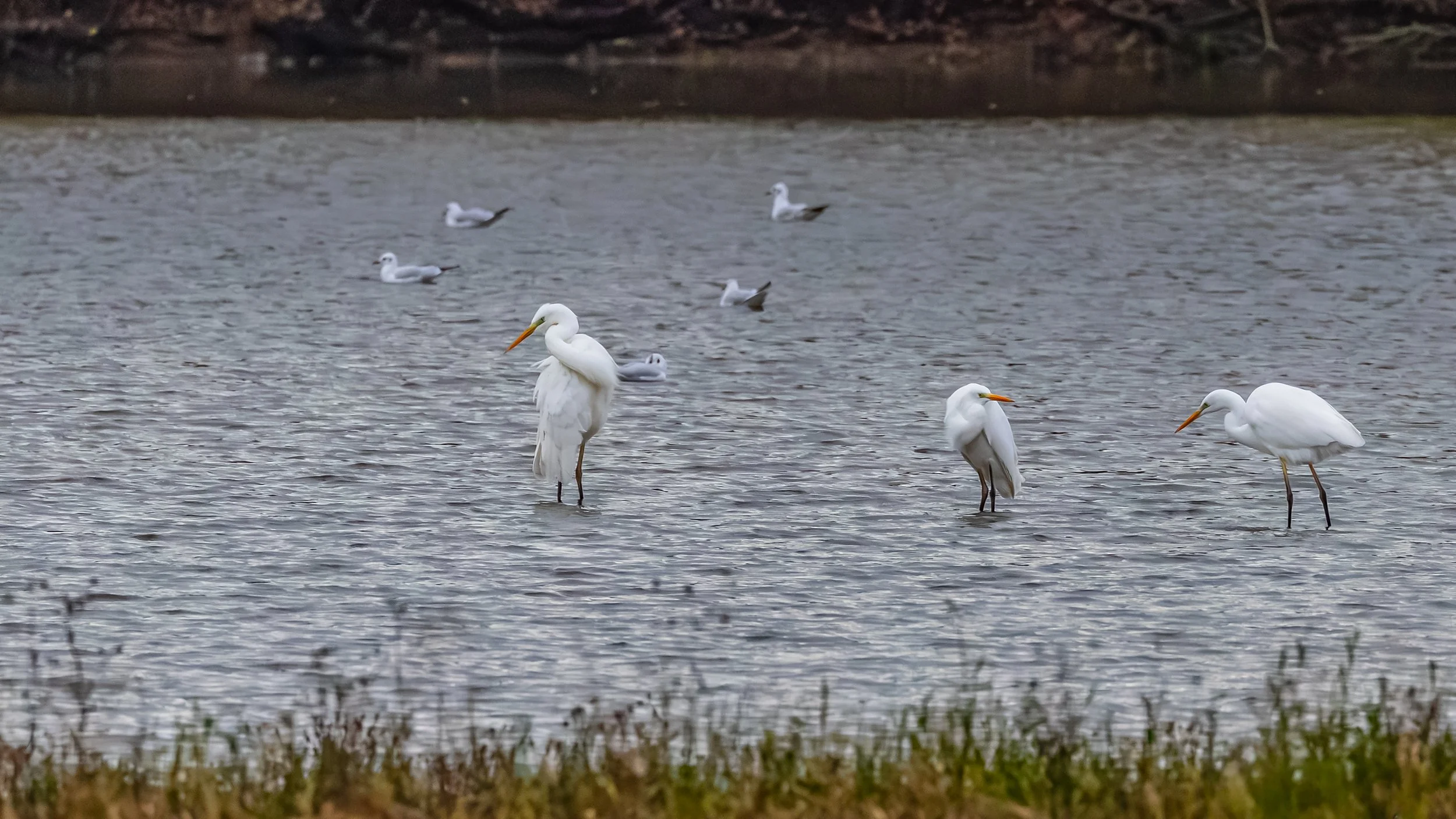 Bourgon 13 - Un trio de grandes aigrettes.jpg