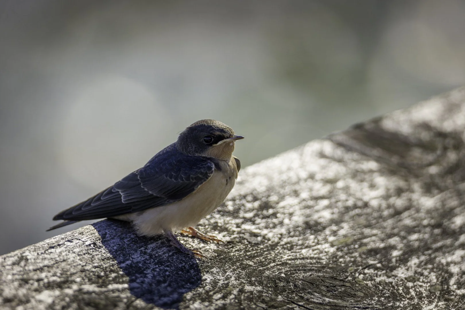Hirondelle-rustique.jpg