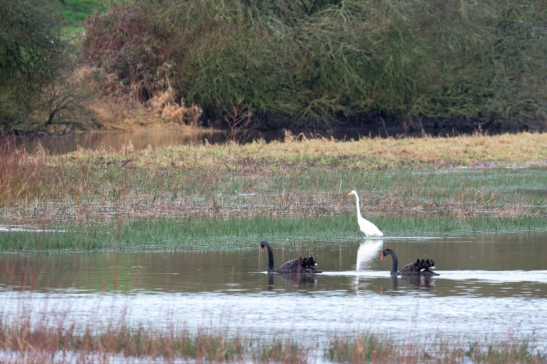 Gande_Aigrette_Et_Cygnes_Noirs.jpg