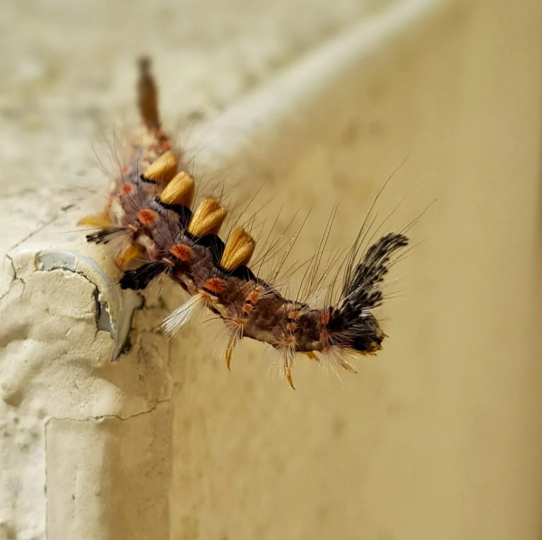 Chenille-du-Bombyx-étoilé-mâle.jpg