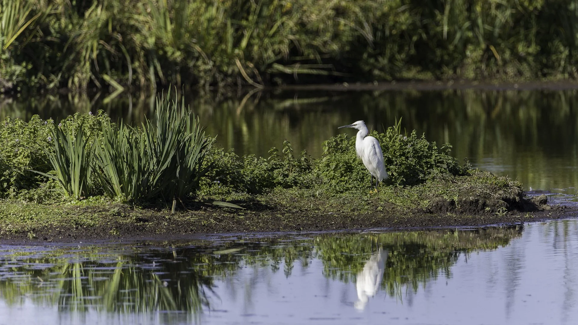 Aigrette-garzette.jpg
