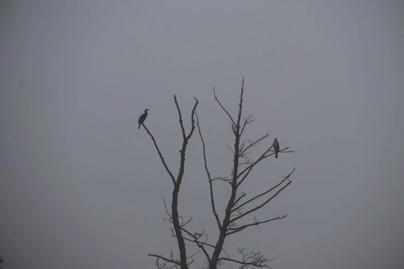 IMG_0104-Laval-image.JPG
