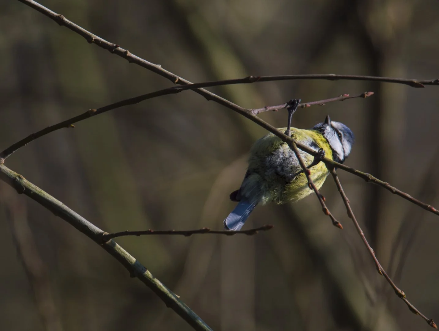 Mesange_Bleue_02_F6_3_1-2000sec_400Iso_600mm.jpg