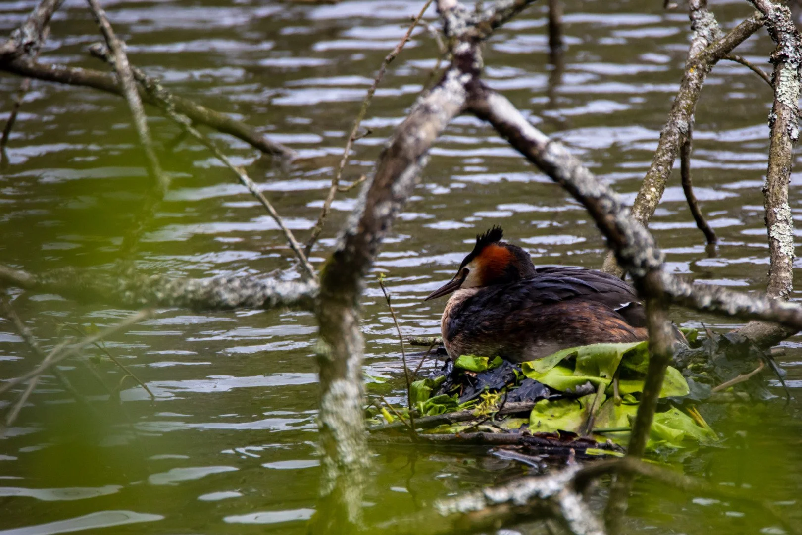 Grebe-huppe-Font.-Daniel-04-22-25_1.jpg
