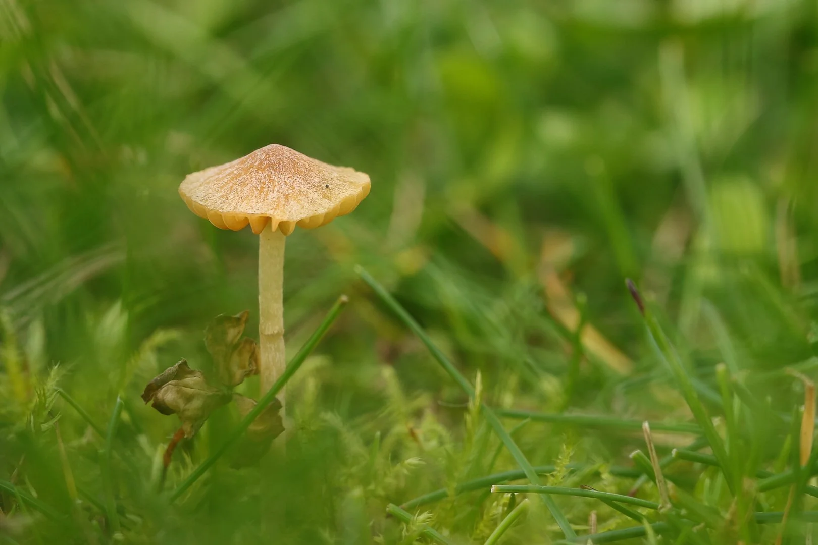 confine-dans-le-jardin.jpg