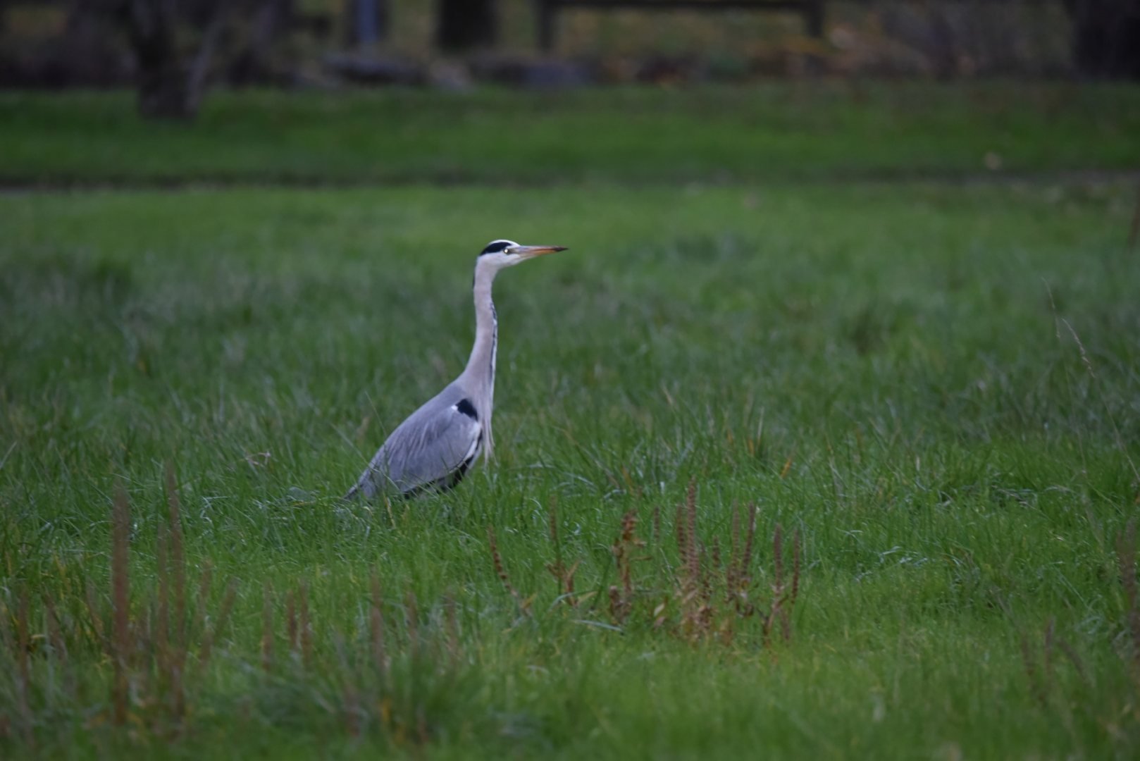 HM-DSC_6848.JPG