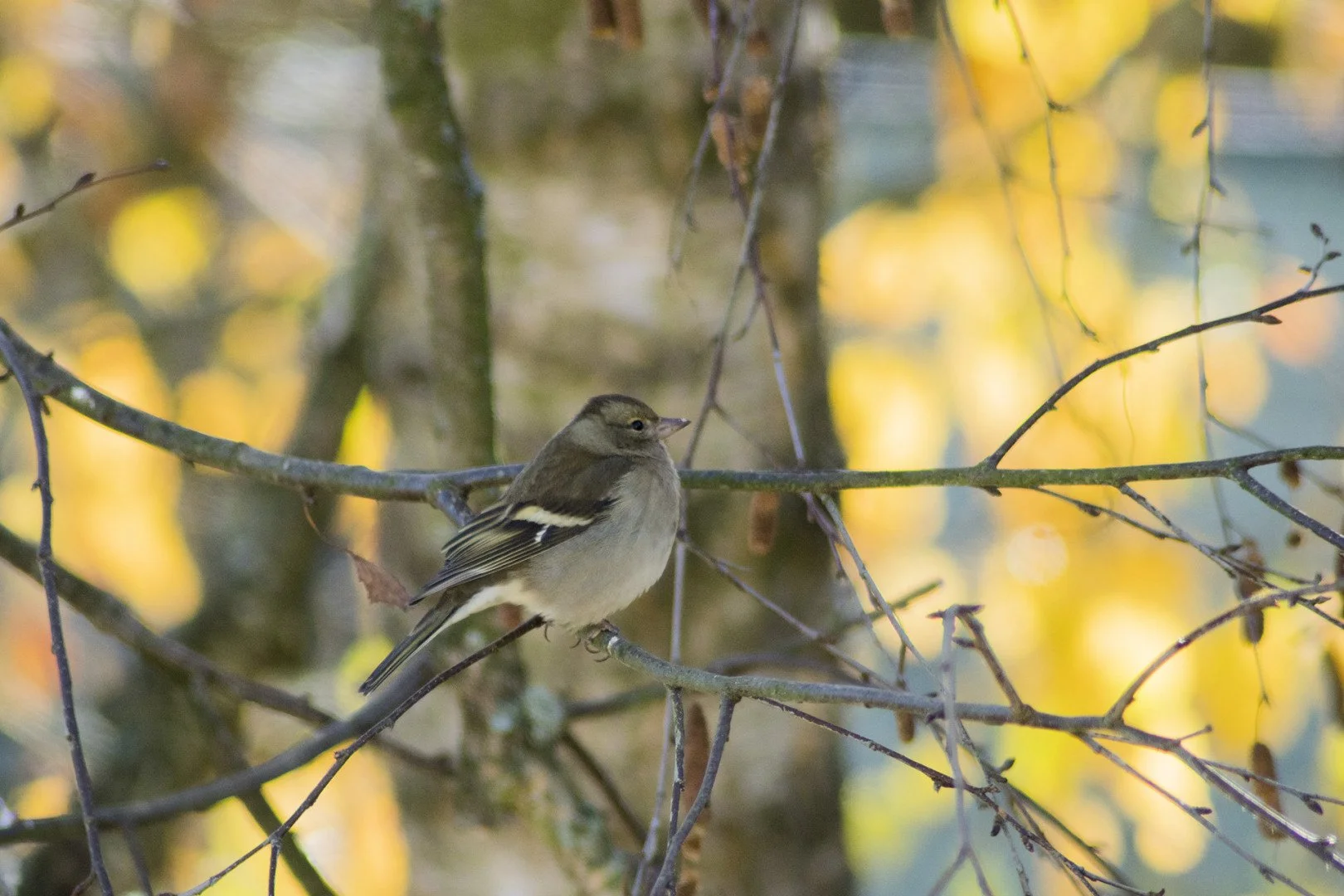 PD-11-21-8-1.500-F6.3-300mm-800-iso.jpg