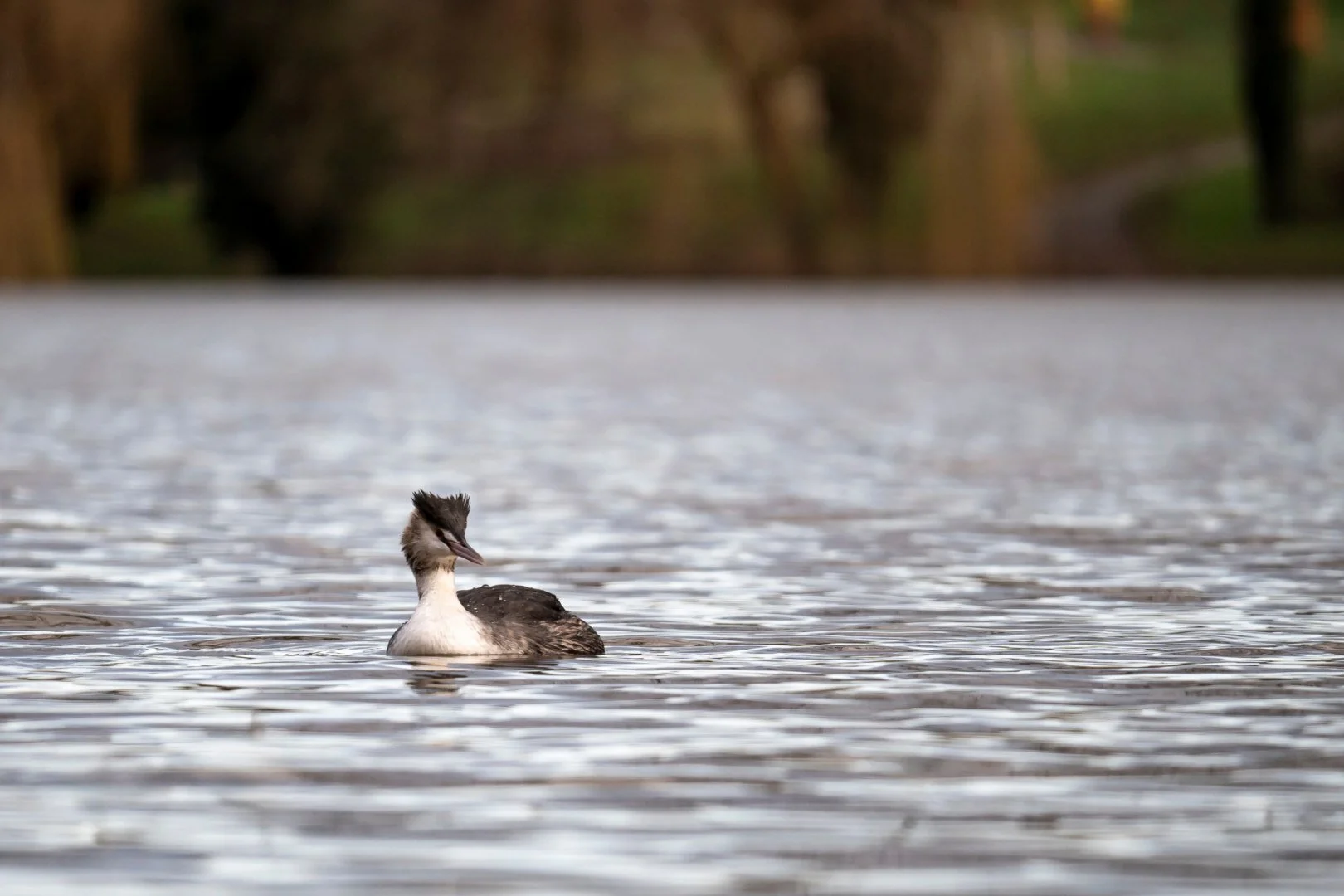 BH-0124-1-grebe-huppe.jpg