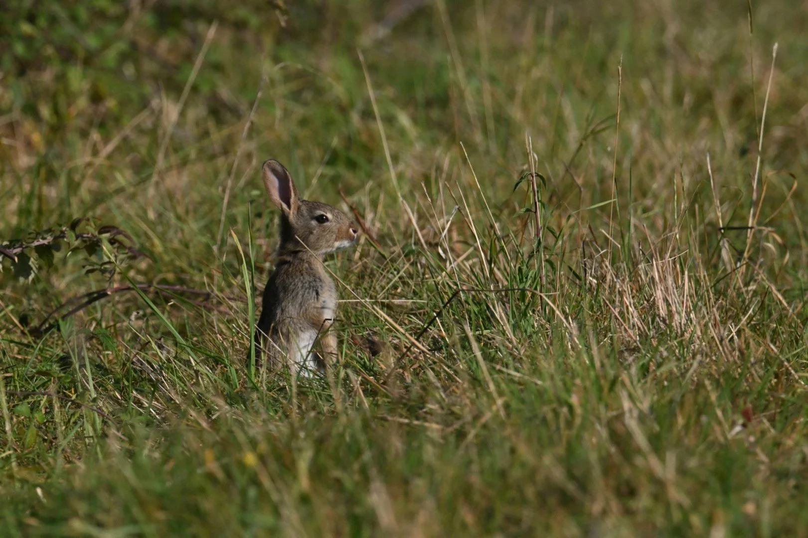 HM-Lapin-de-garenne-Mod-450mm-S-Vit1600s-f11-ISO500-ChangeDSC_4204.jpg