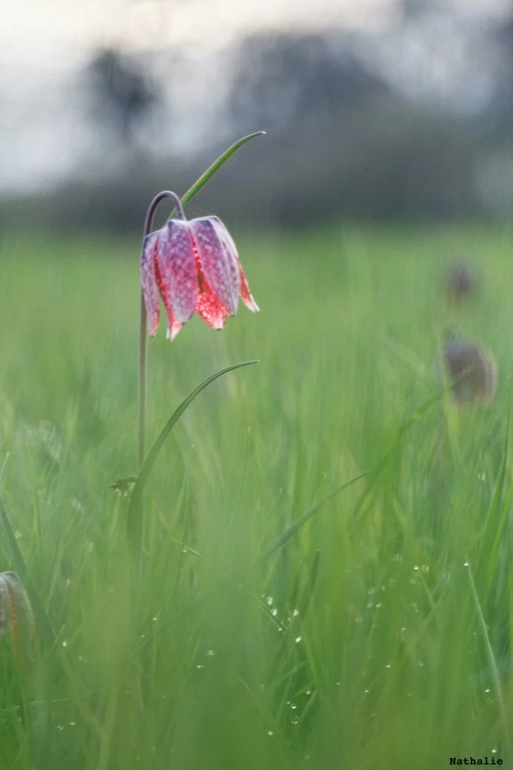 Fritillaires_avril_2021_40.jpg