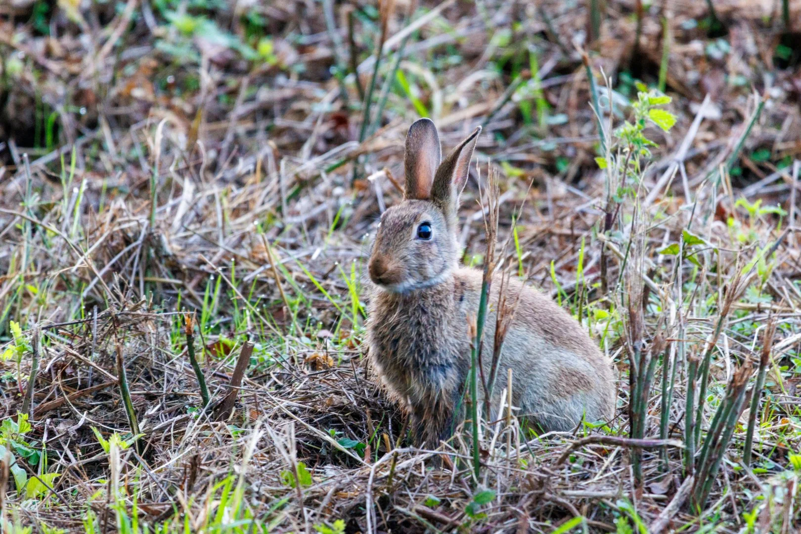 09-25-Lapin-de-garenne.jpg