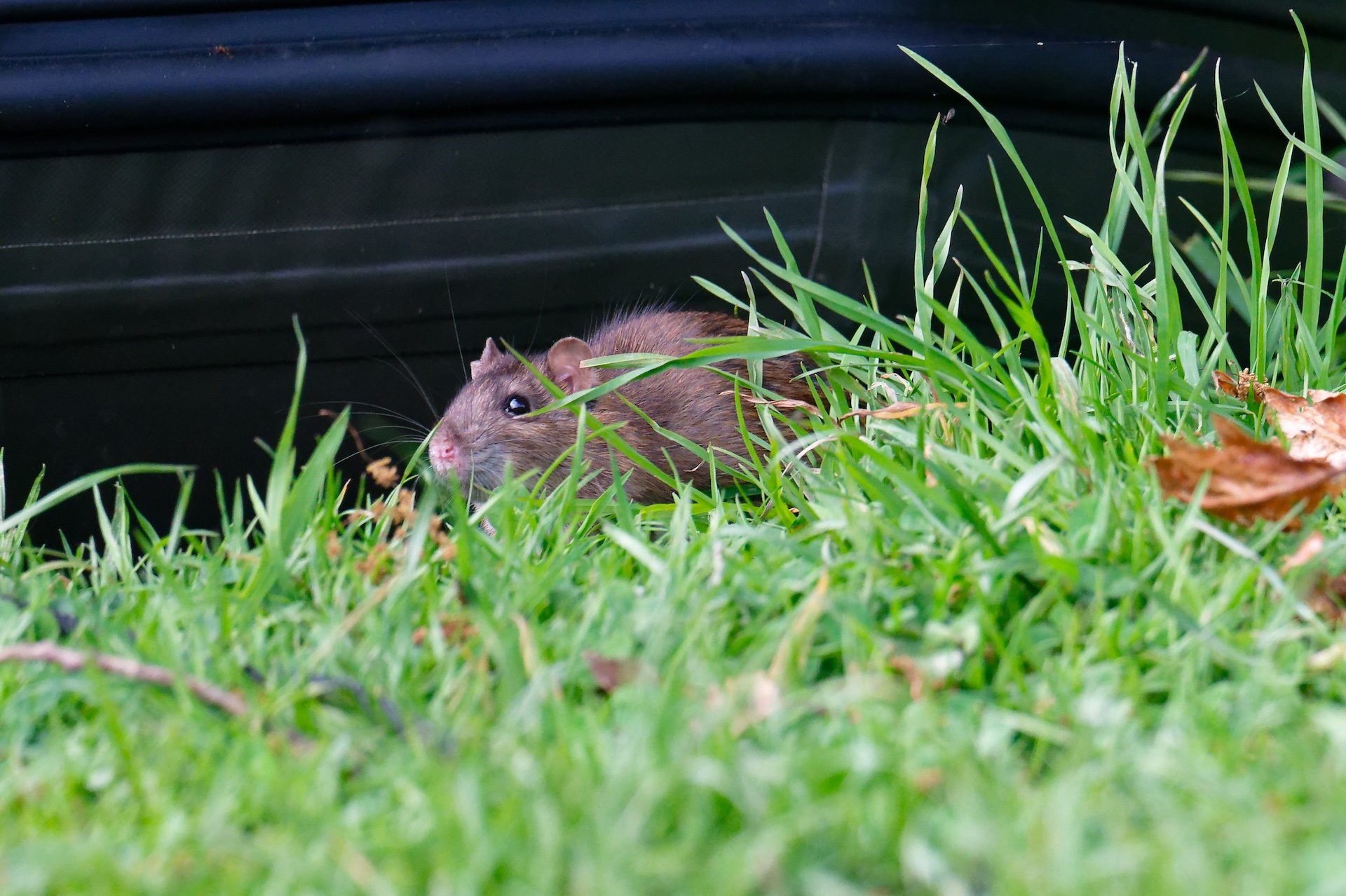 Rat.jpg