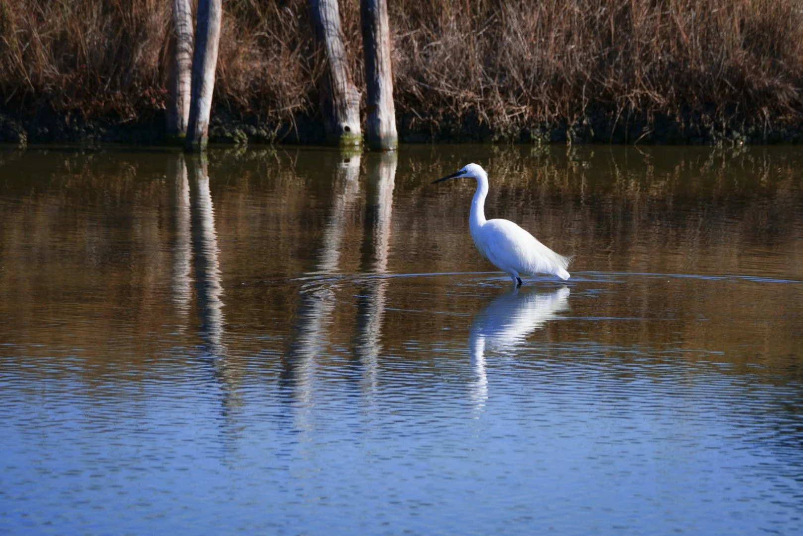 Grande-aigrette.jpg