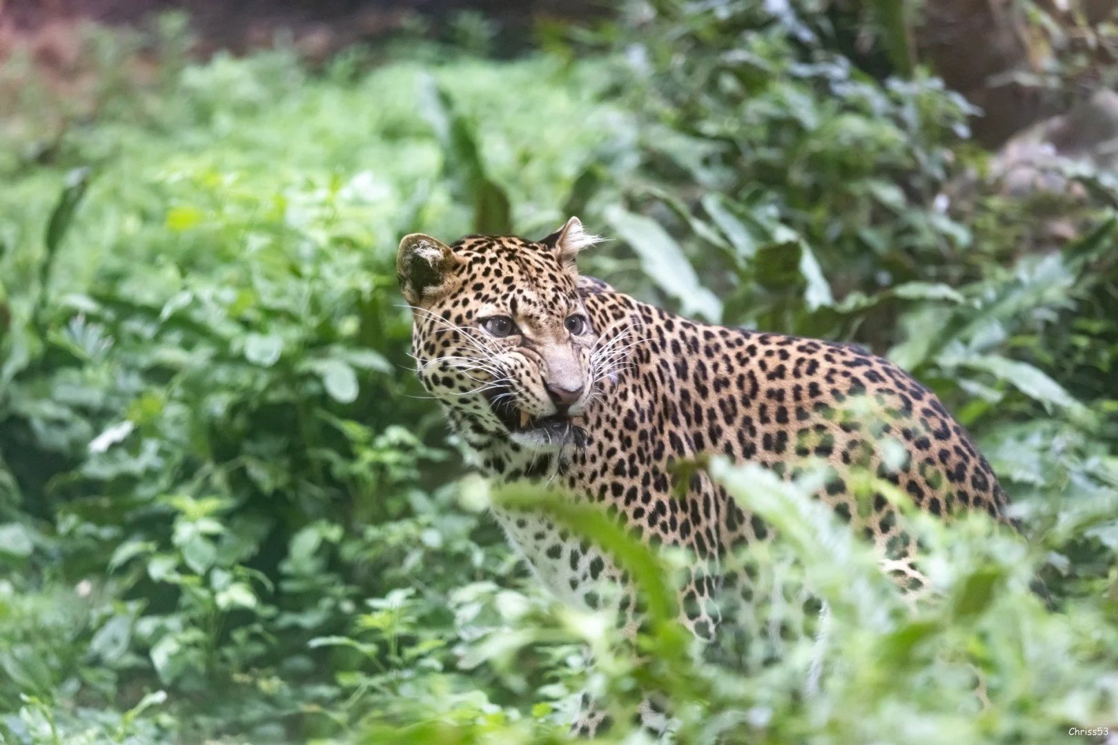 CP-0923-Leopard.jpg