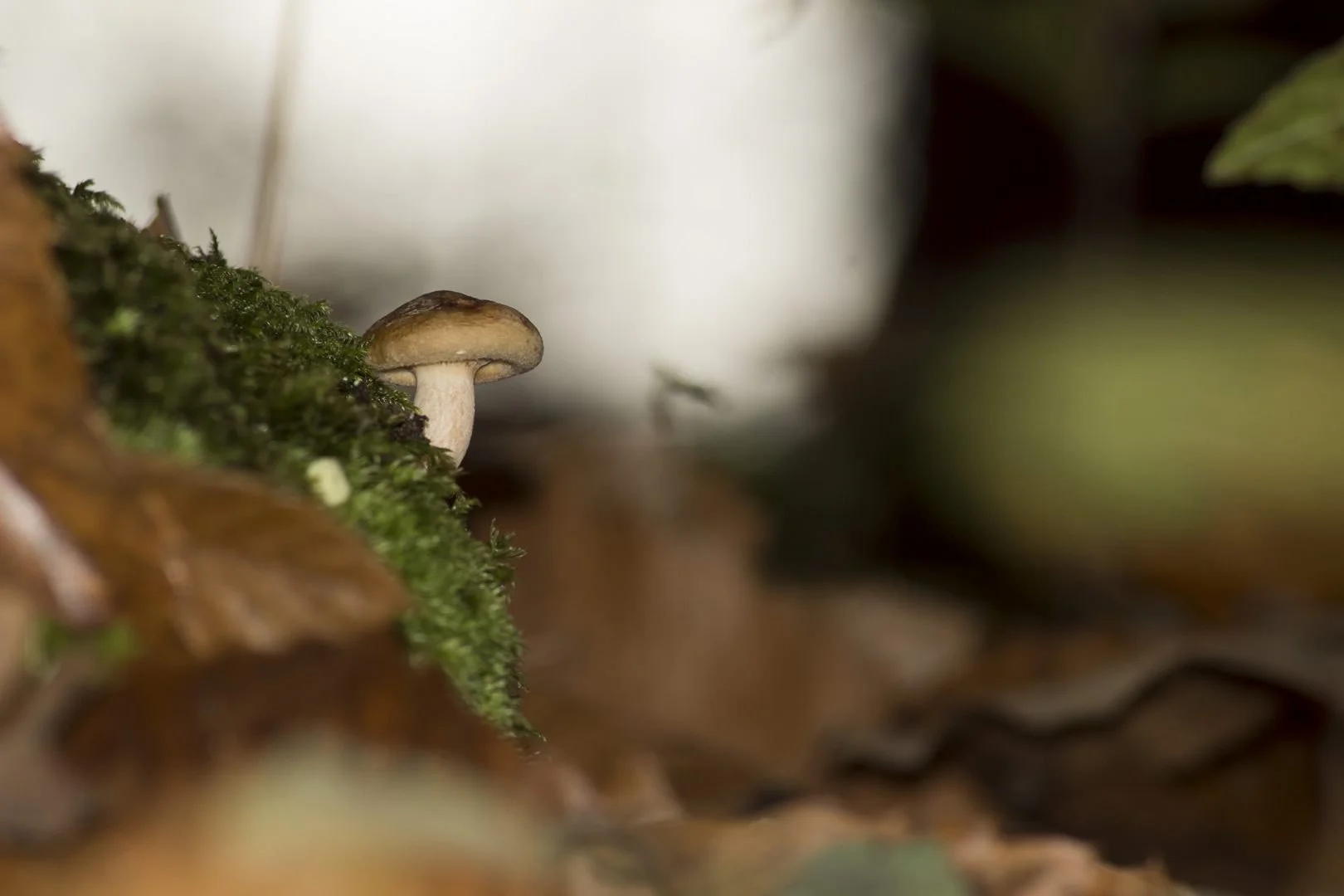 Champignon-.jpg