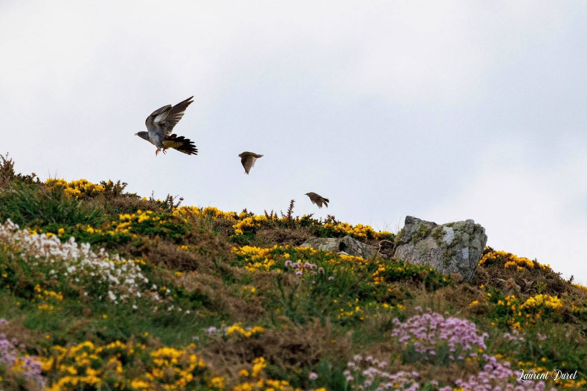 05-26-LD-Coucou gris-2.jpg