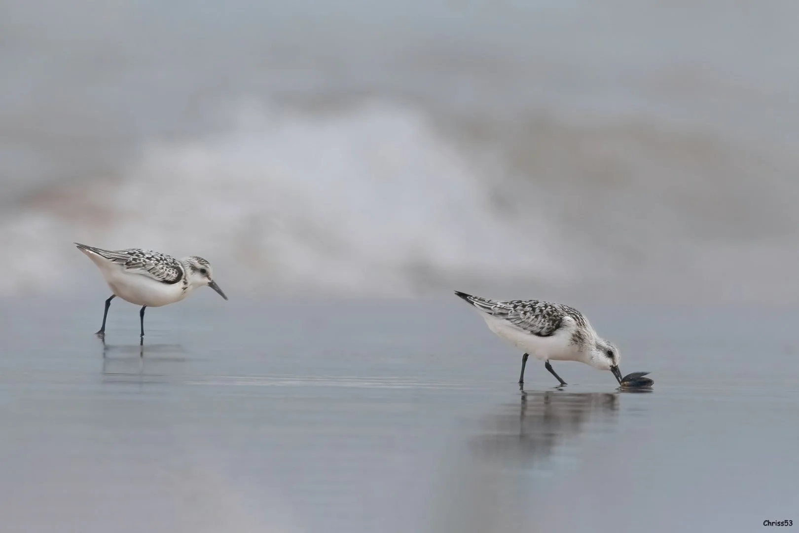 CP-10-24-Becasseaux-sanderling-1.jpg