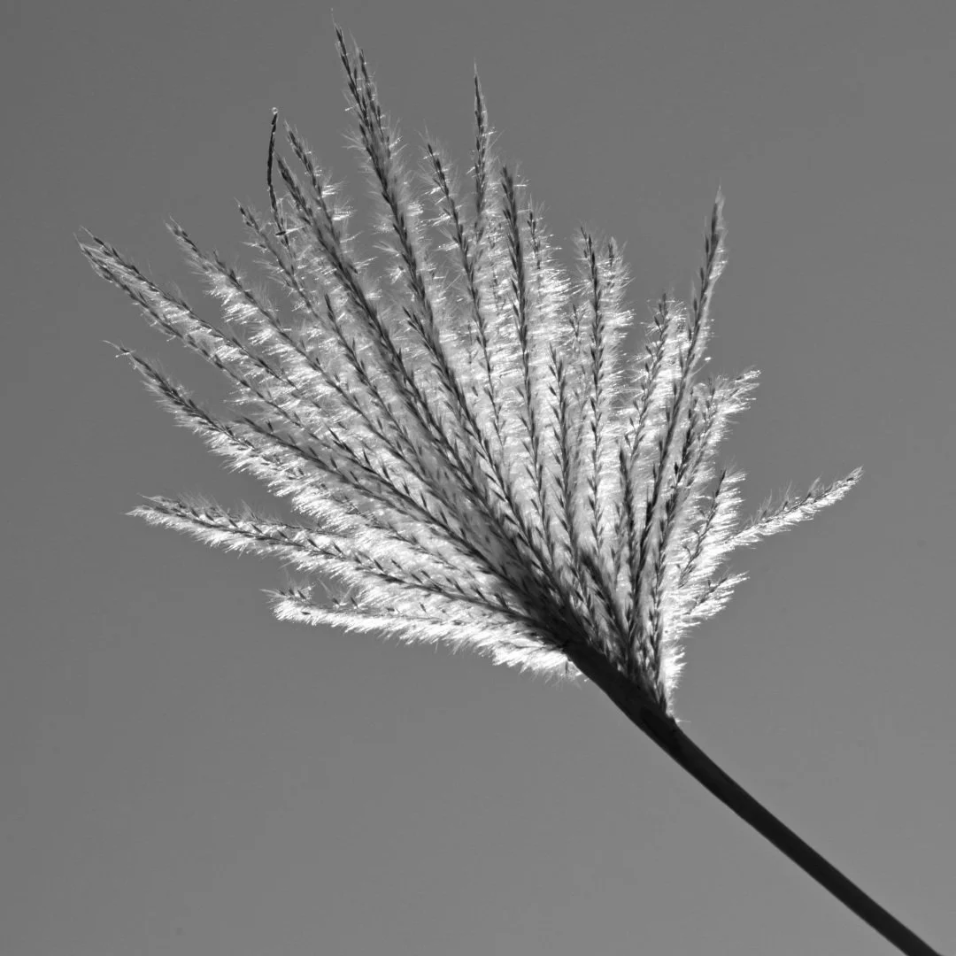 Fleur-de-Miscanthus.jpg