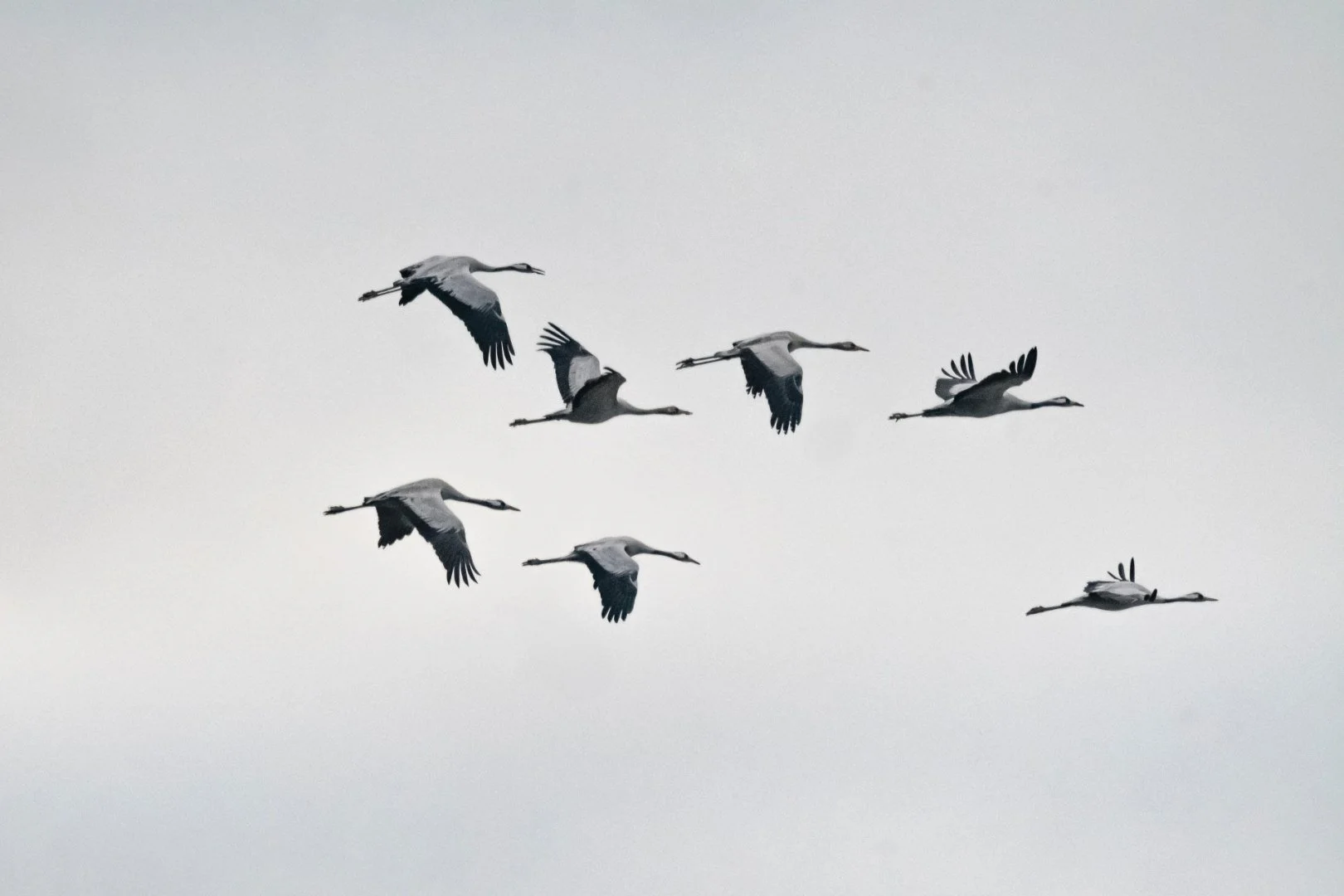 BH112024-20-grues-cendrees.jpg