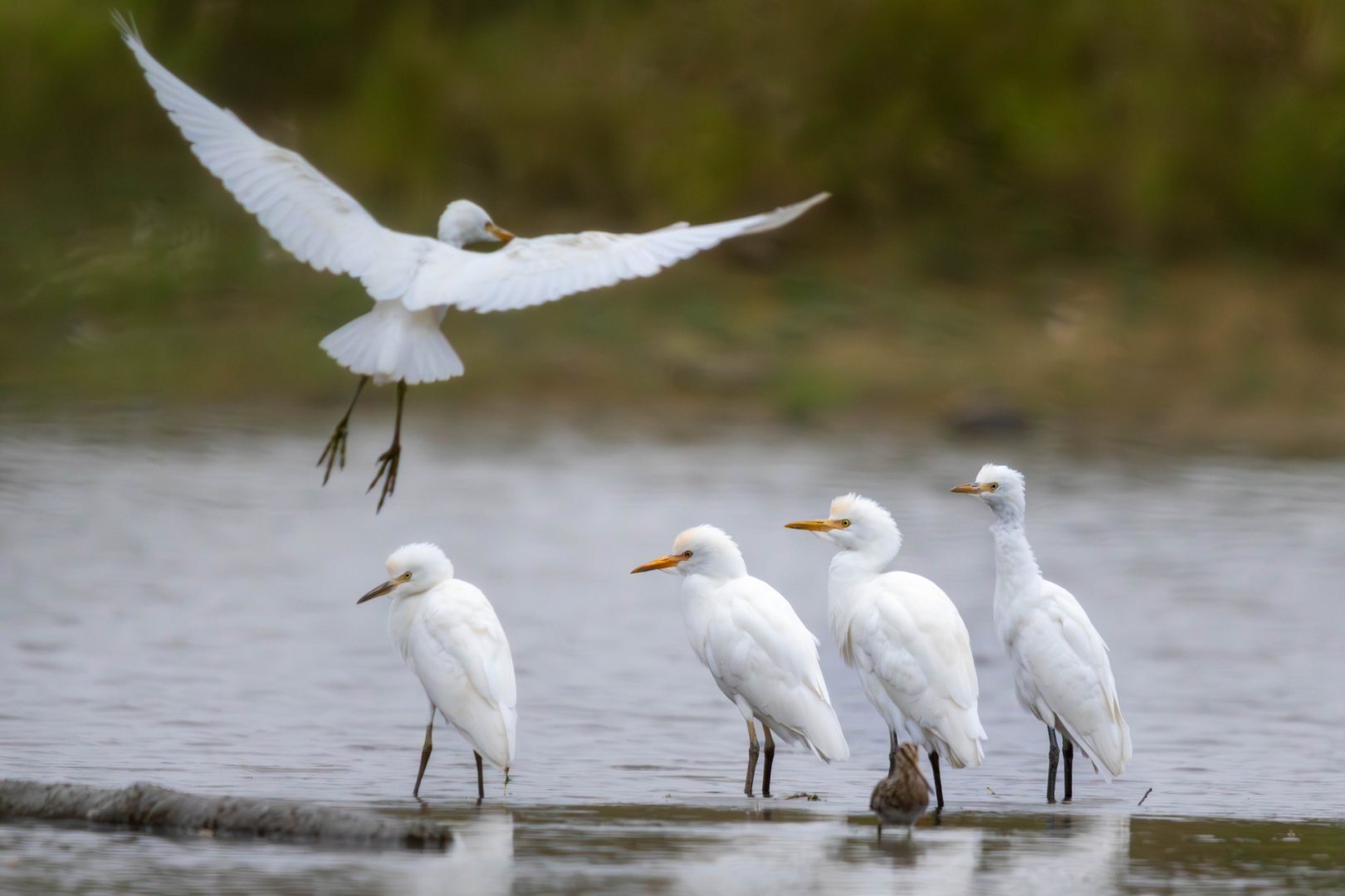 RG-1023-2-heron.jpg