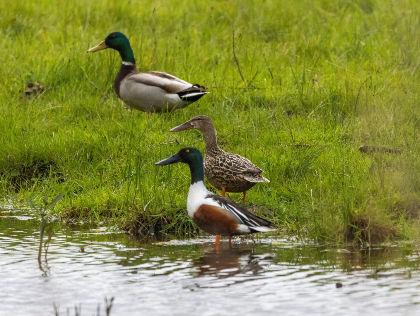 Canard-souchet-male-et-femelle-Colvert.jpg