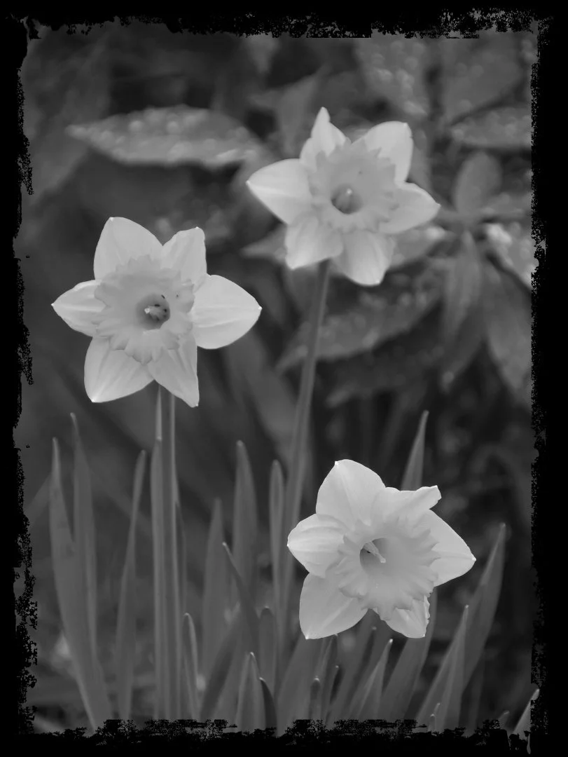 Jonquilles.jpg