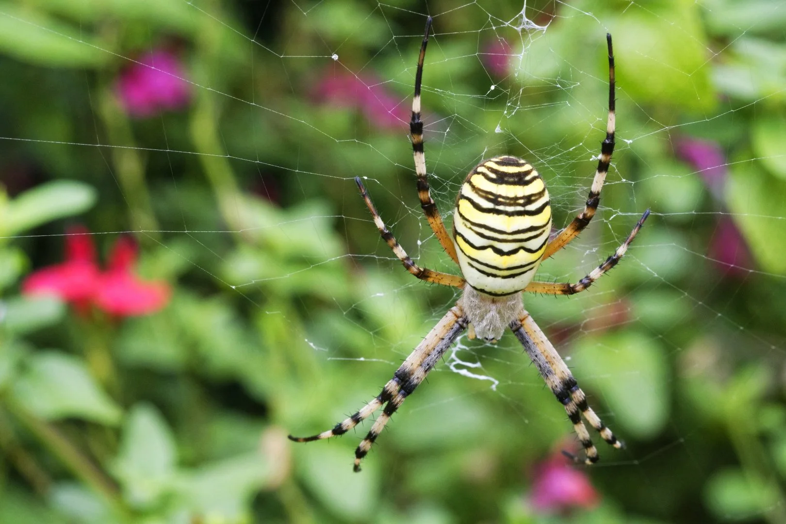 NB0820-02Argiope-Frelon.jpg