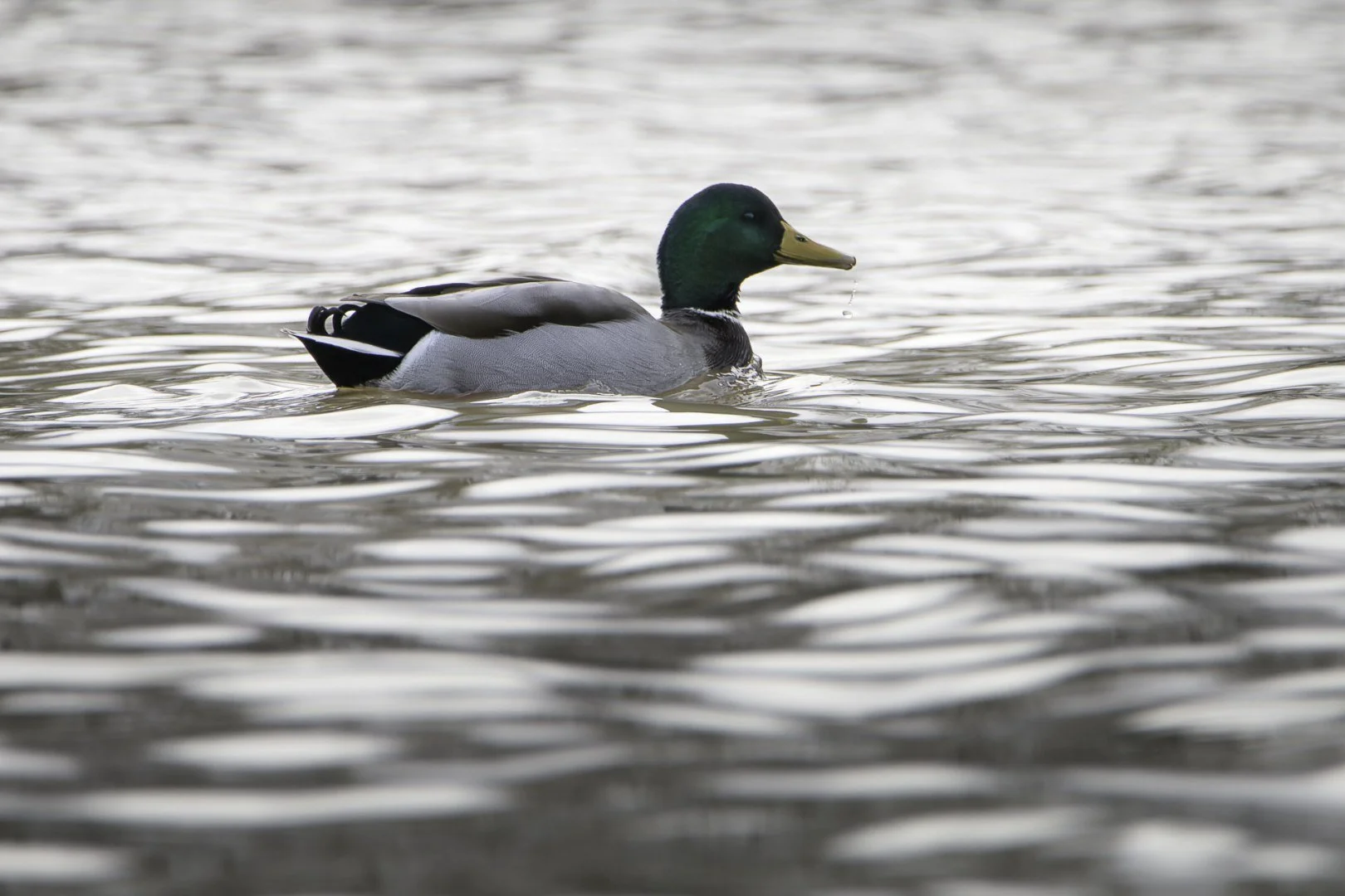 5-PF-12_21-1-1250s-f6-3-600mm-ISO500.jpg