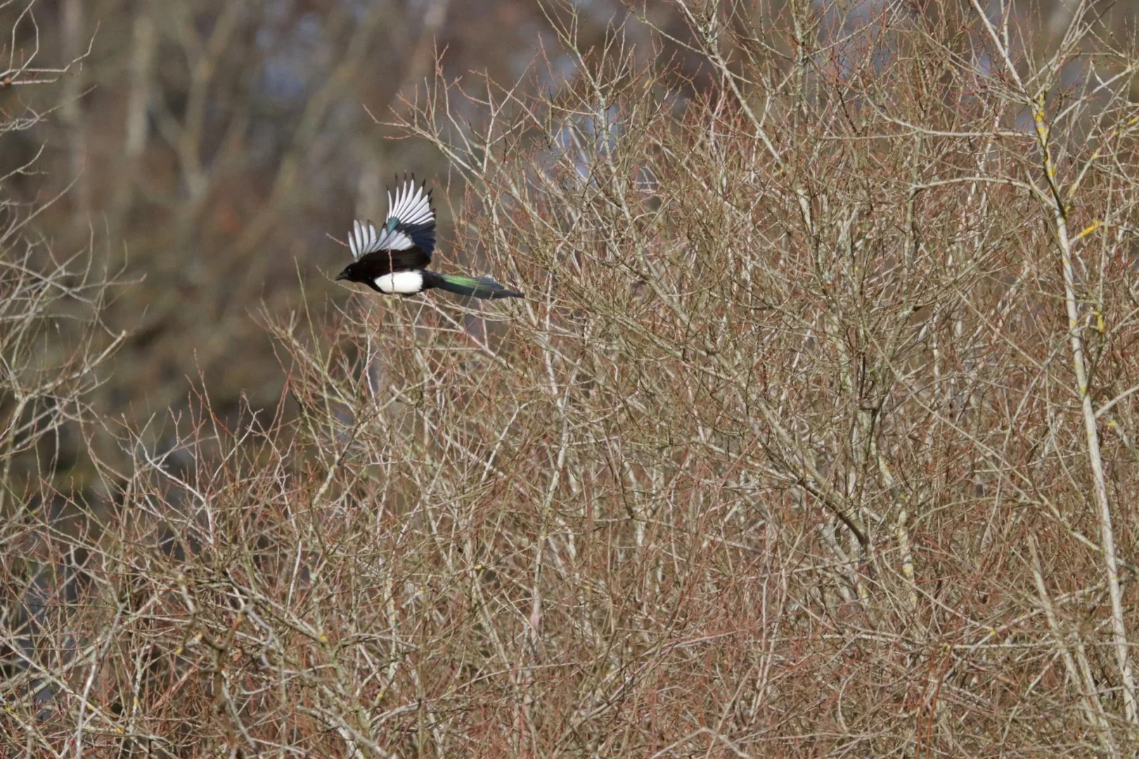 LD-1-2022-12-pies-f6.3-1600iso-600mm-5000eme.jpg