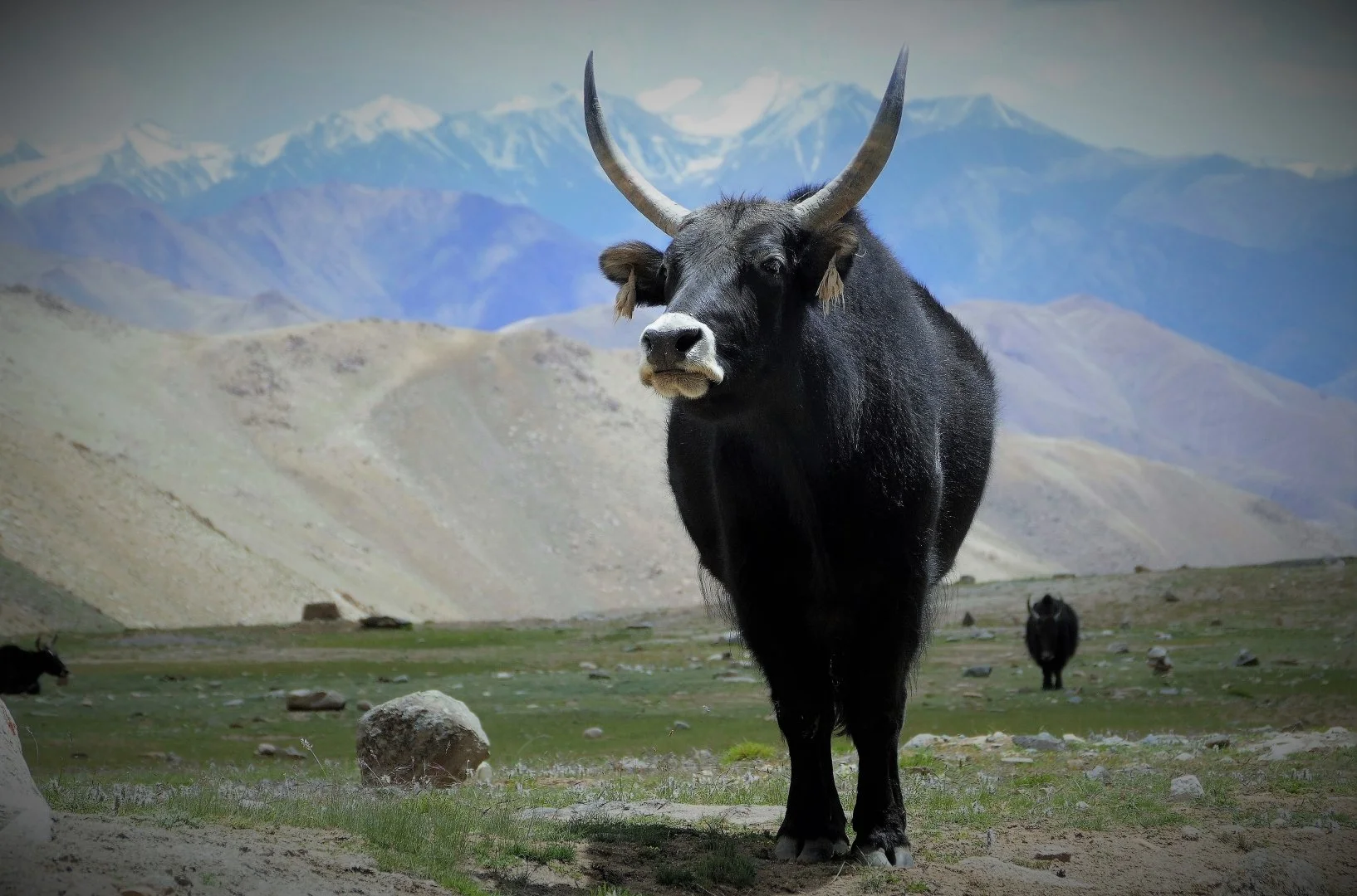 Au-pays-des-yacks.jpg