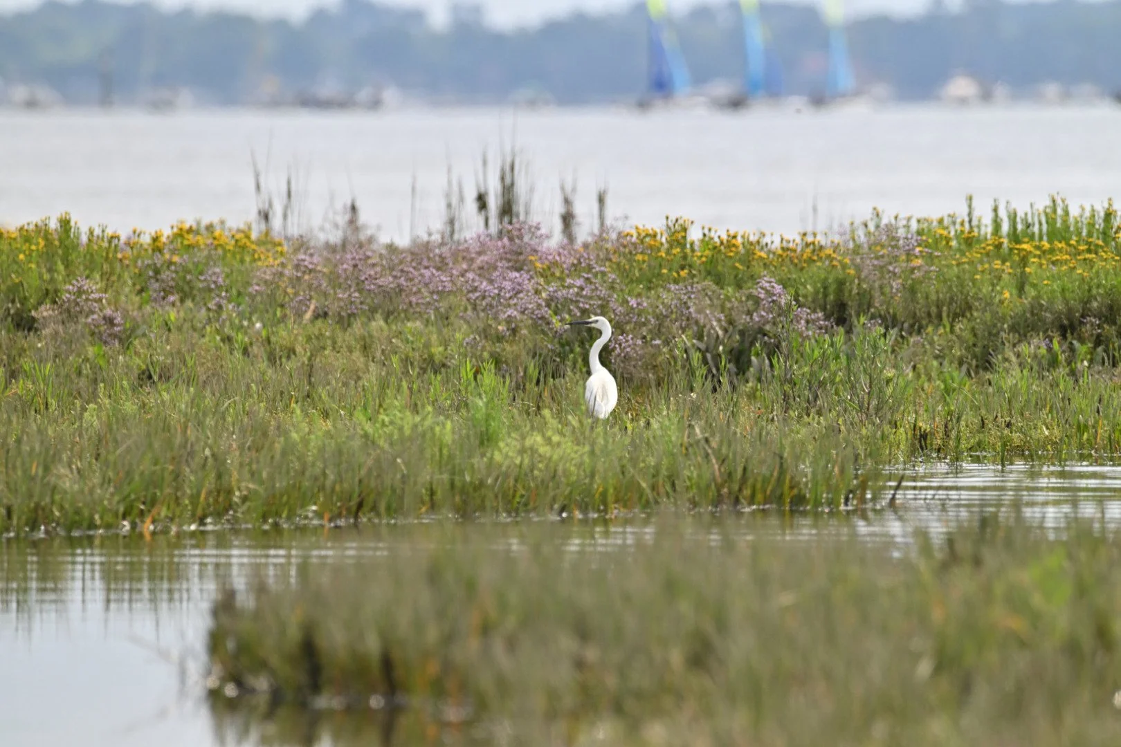 HM-Aigrette-garzette-Mod-600mm-S-Vit11250s-f9-ISO560-Parc-du-Teich-DSC_3429.jpg