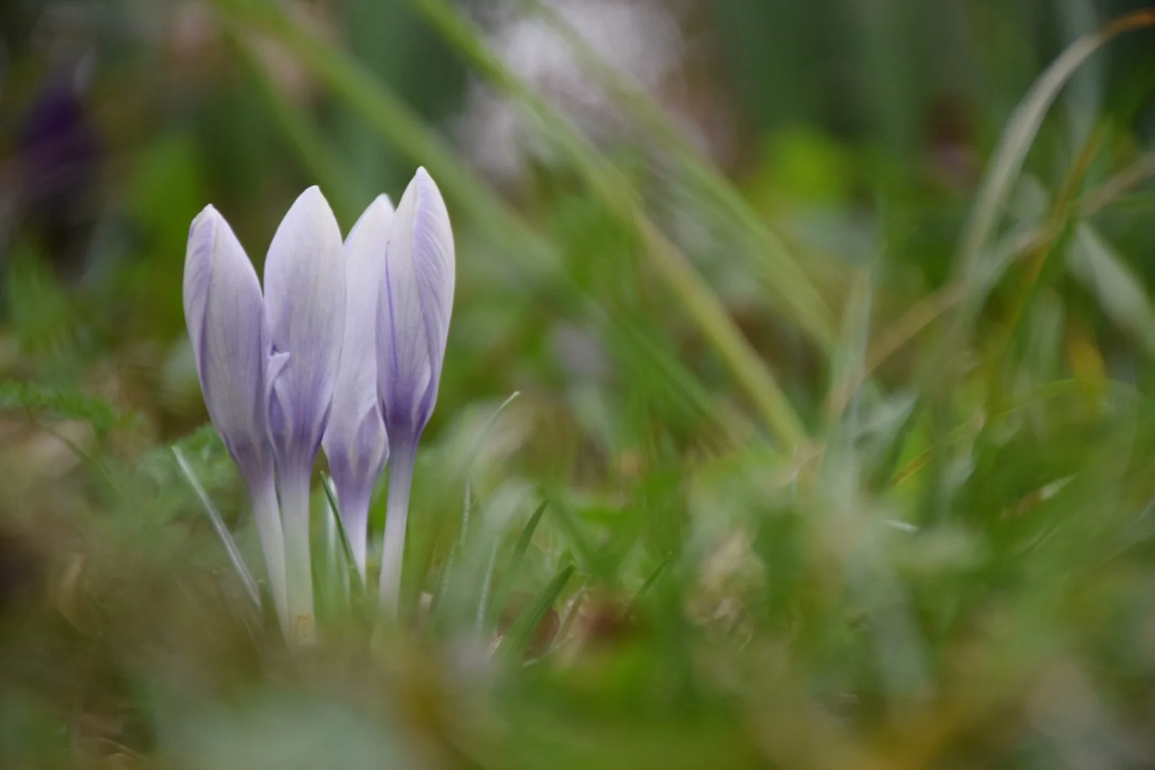 Crocus.jpg